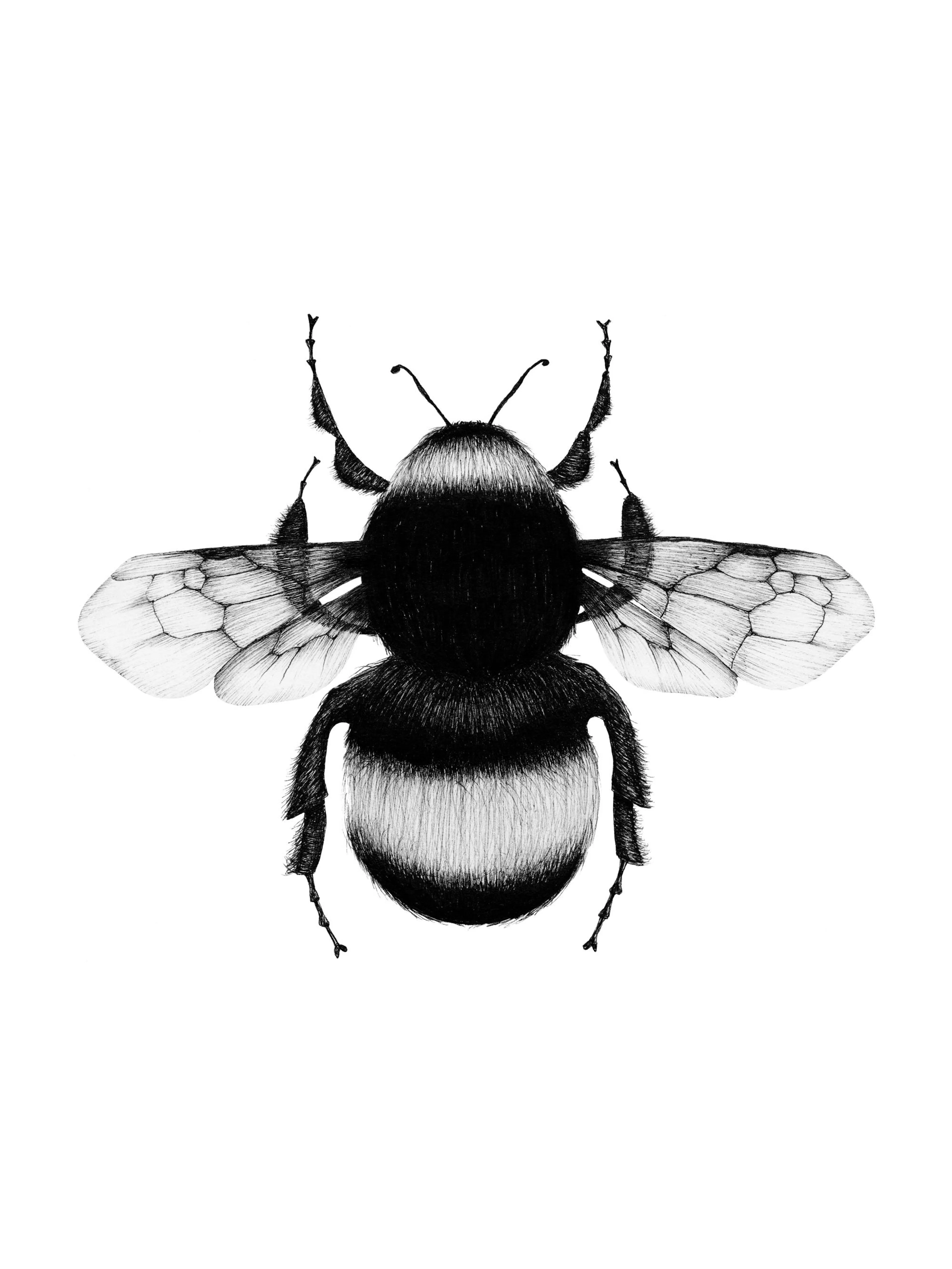 Detailed black and white drawing of a bumblebee, showcasing its fluffy body and delicate wings. Realistic insect art print.