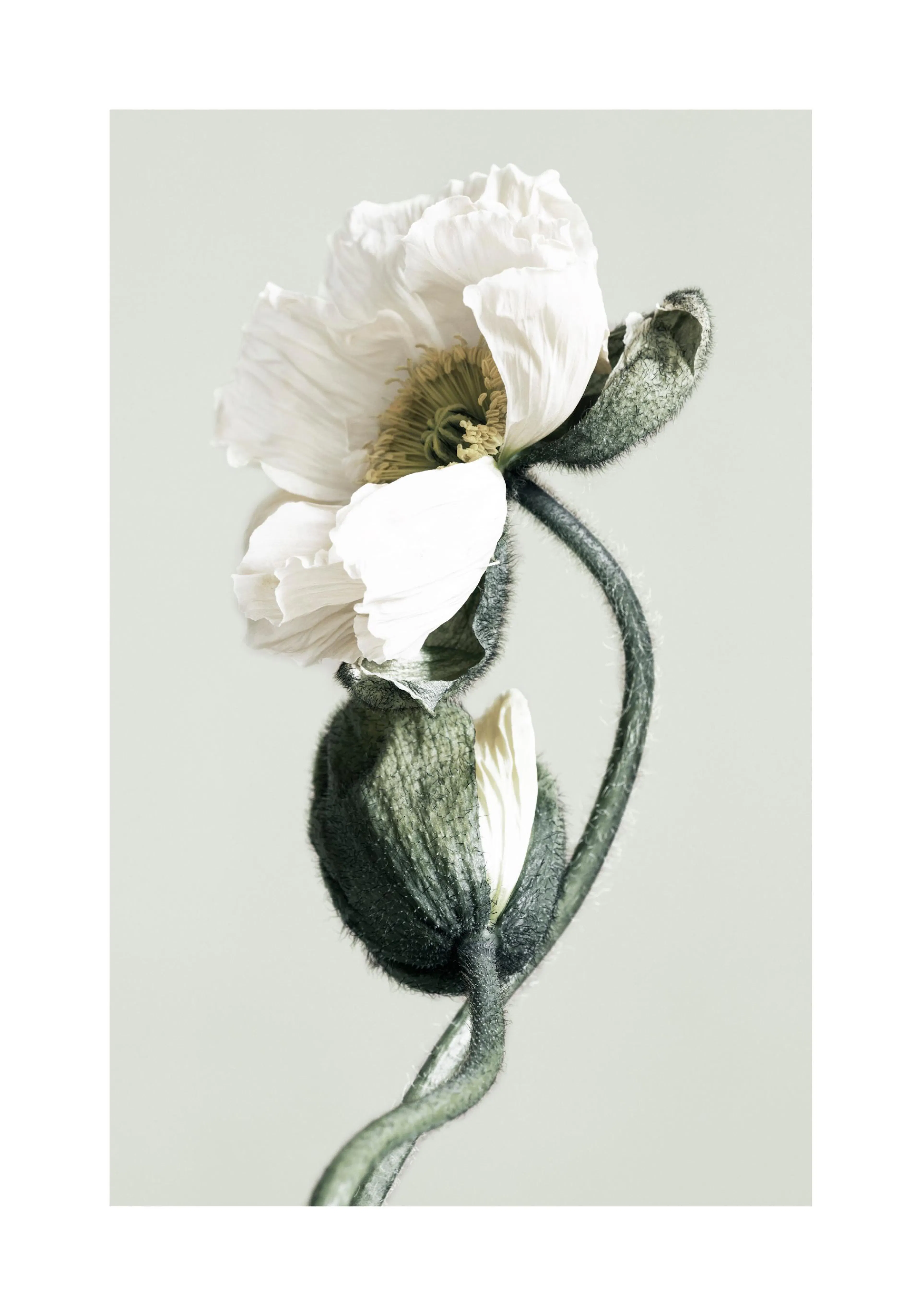 Póster de papoilas brancas em flor com um botão, caules verdes e fundo claro, para decoração floral.