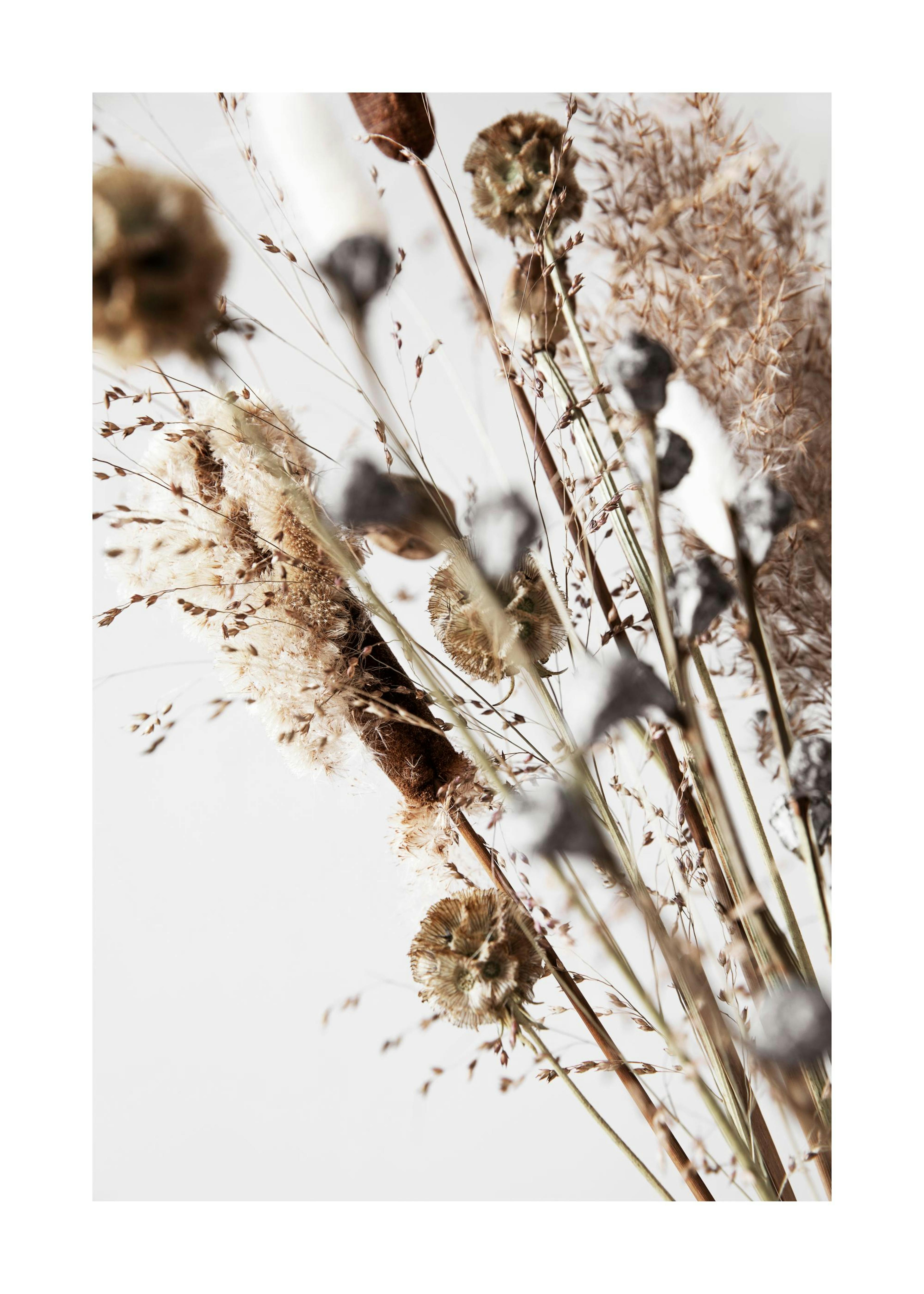Dry reeds and grasses print poster with various textures and colors
