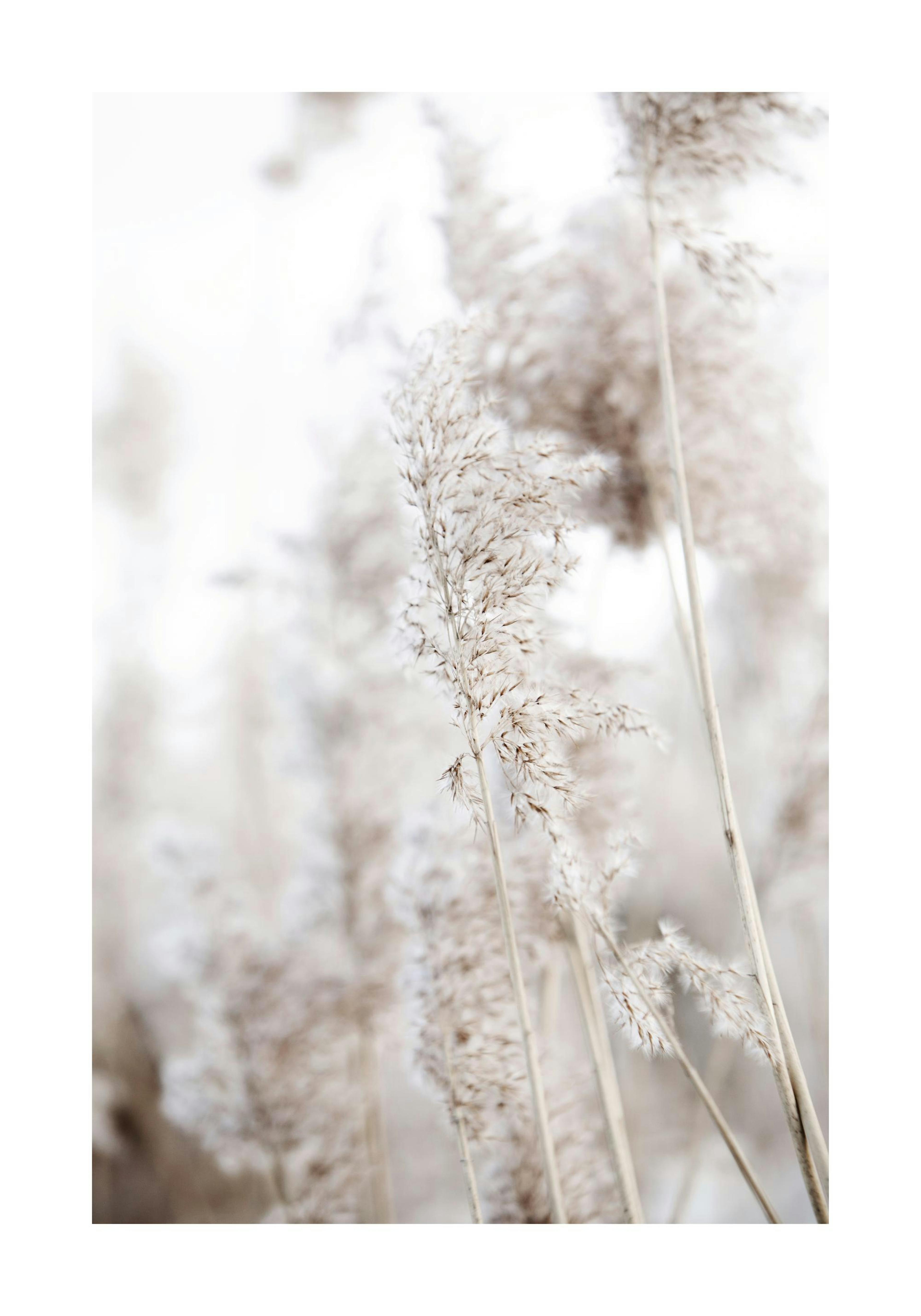 Nærbilde av lysebeige siv med ett siv i fokus og uskarp bakgrunn, i naturlige og jordnære fargetoner