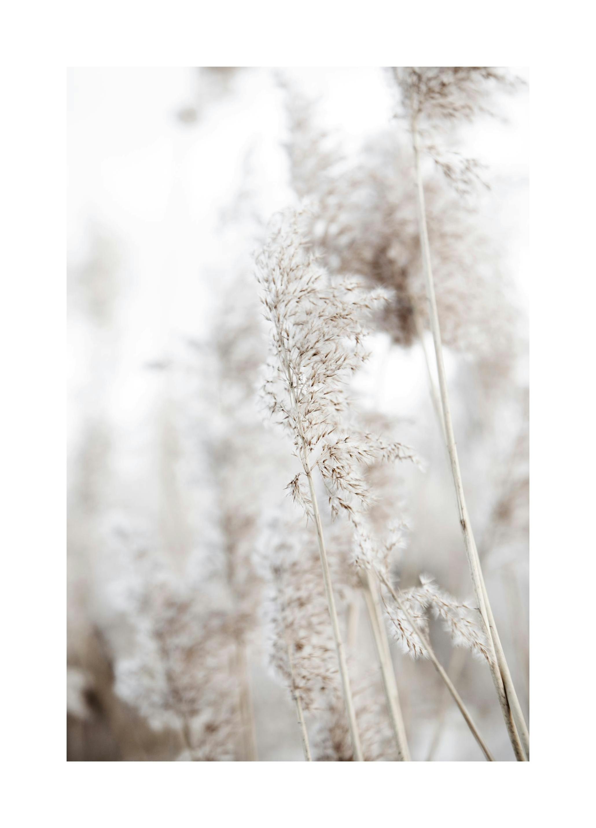 In the Reeds No1 Affiche (40x50 cm) - Photographies