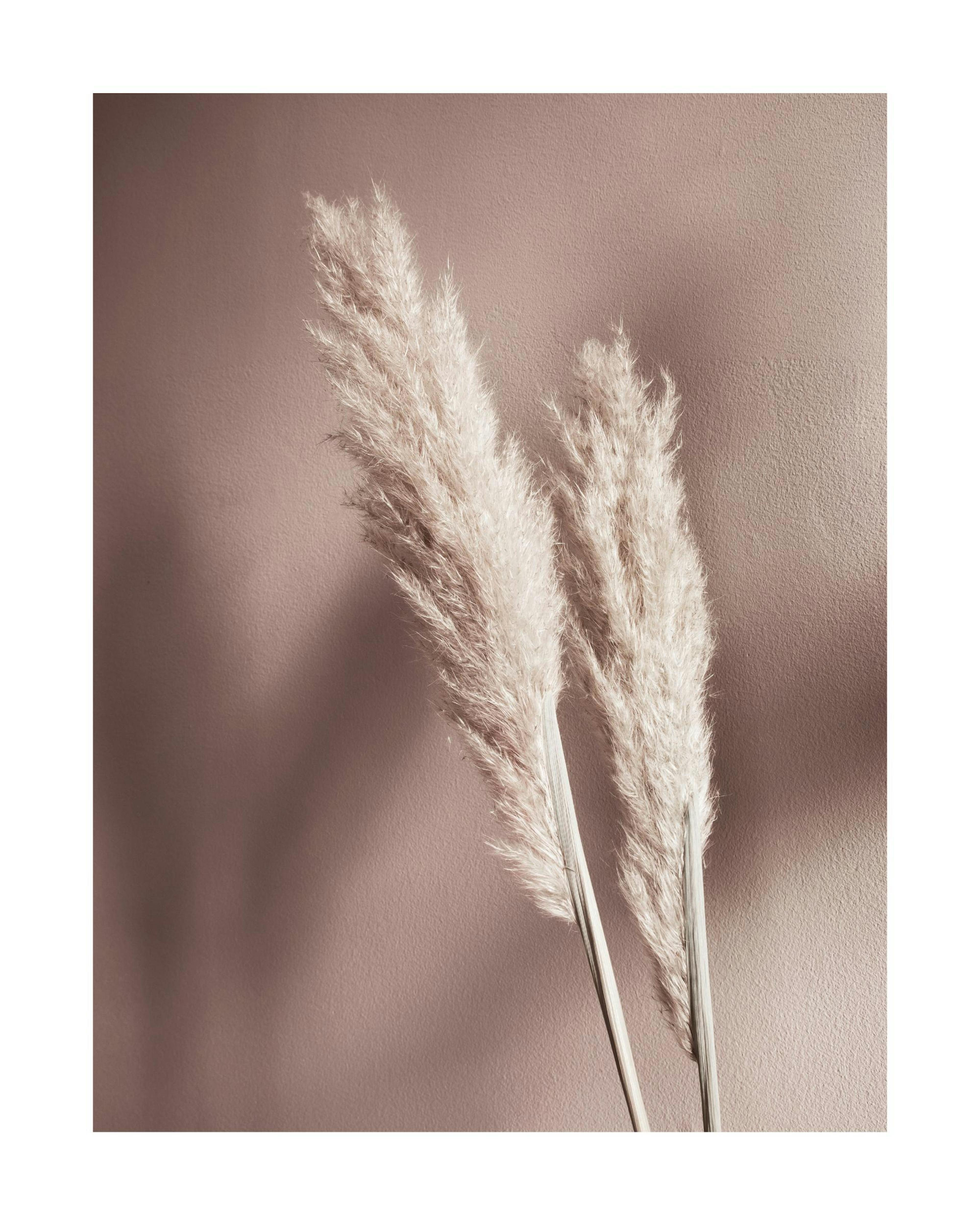 Póster de dos tallos de hierba de la Pampa en tonos sepia, colgado sobre un escritorio de madera clara con un cactus y una lámpa