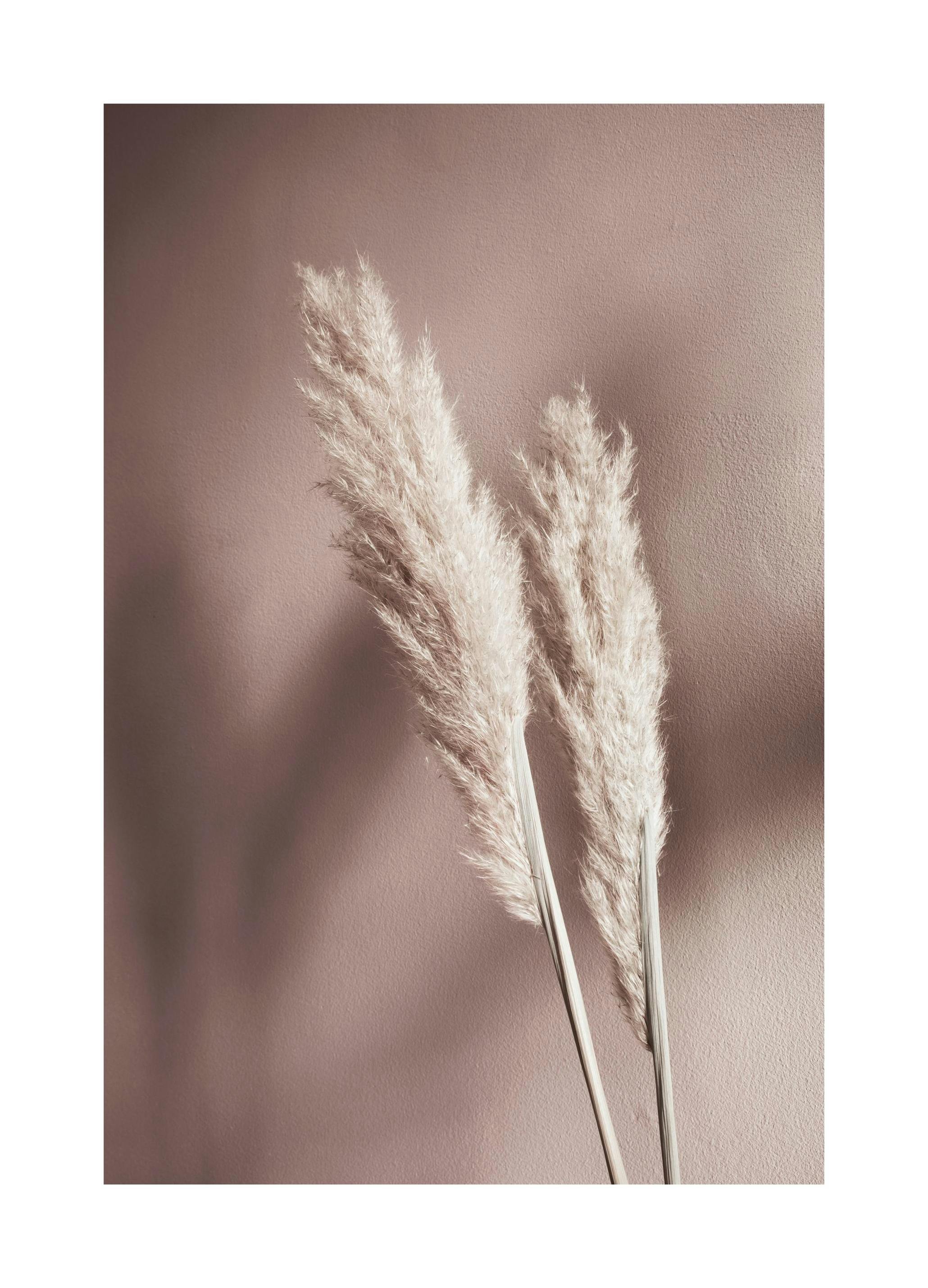 Beige Reeds No2 Poster (40x50 cm)- Arte fotográfica