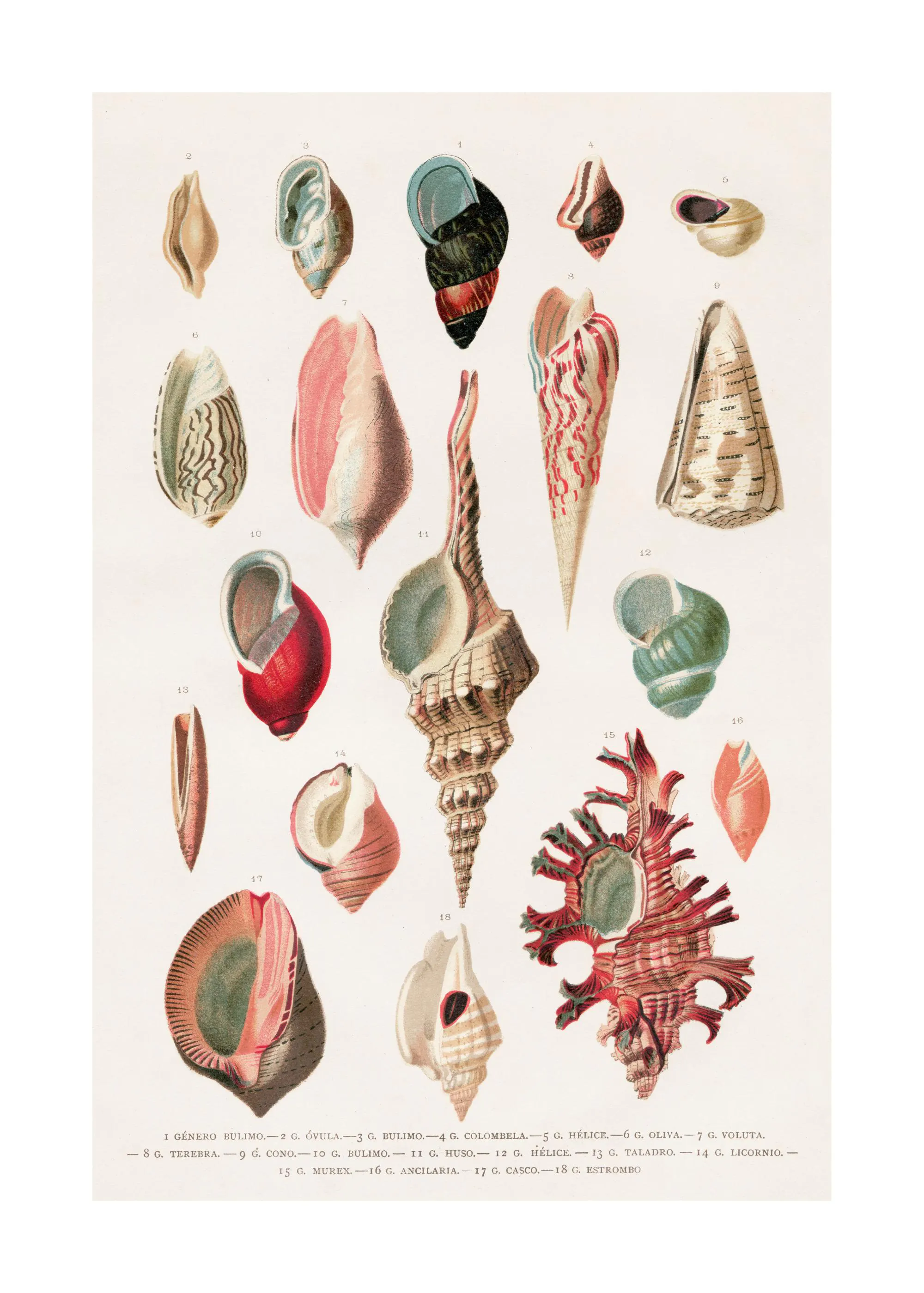 Shells Retro Vintage Shells Print – Ocean-Inspired Poster | Desenio