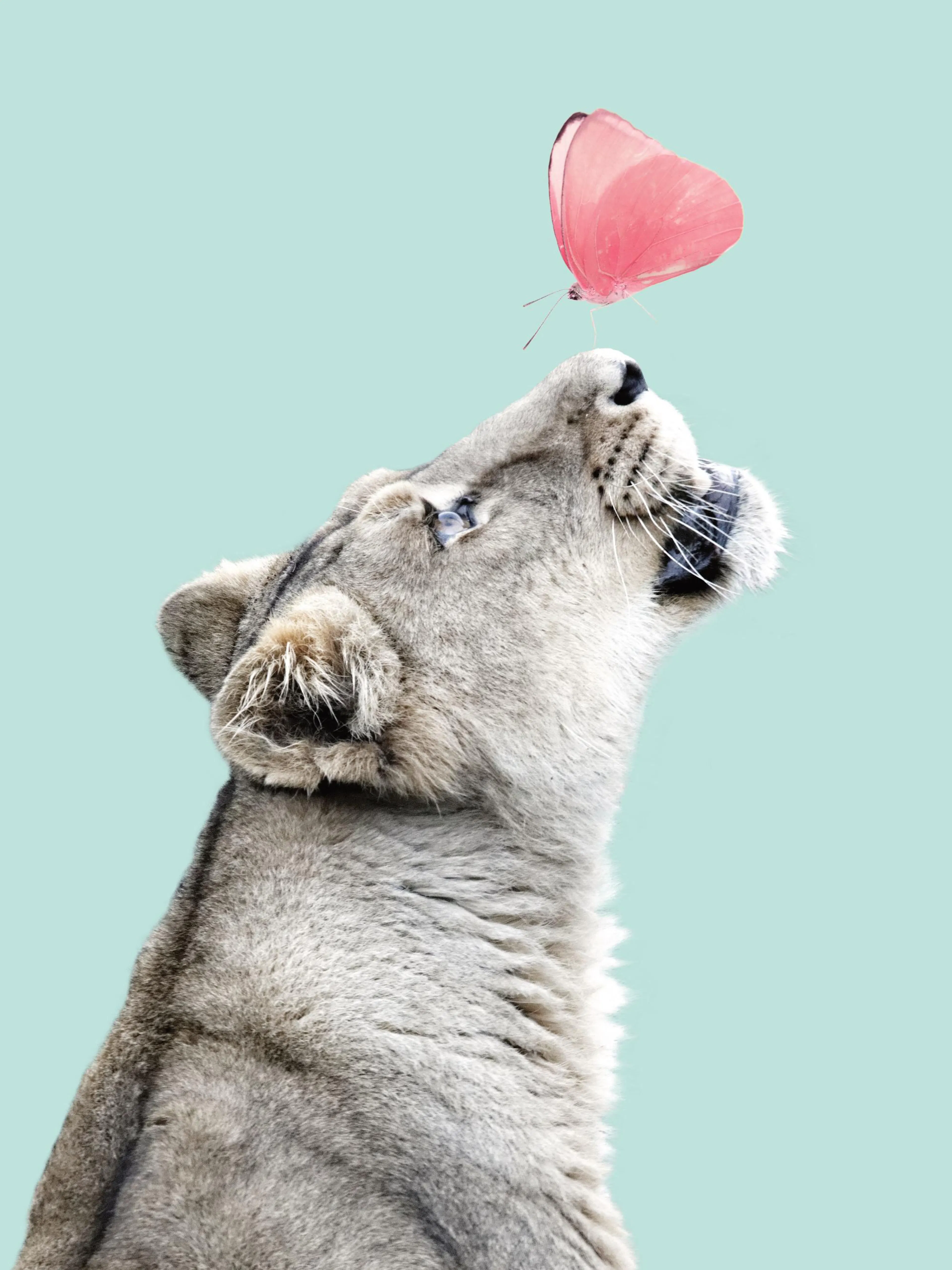 Affiche dune lionne regardant une papillon rose sur un fond bleu clair, typographie animale