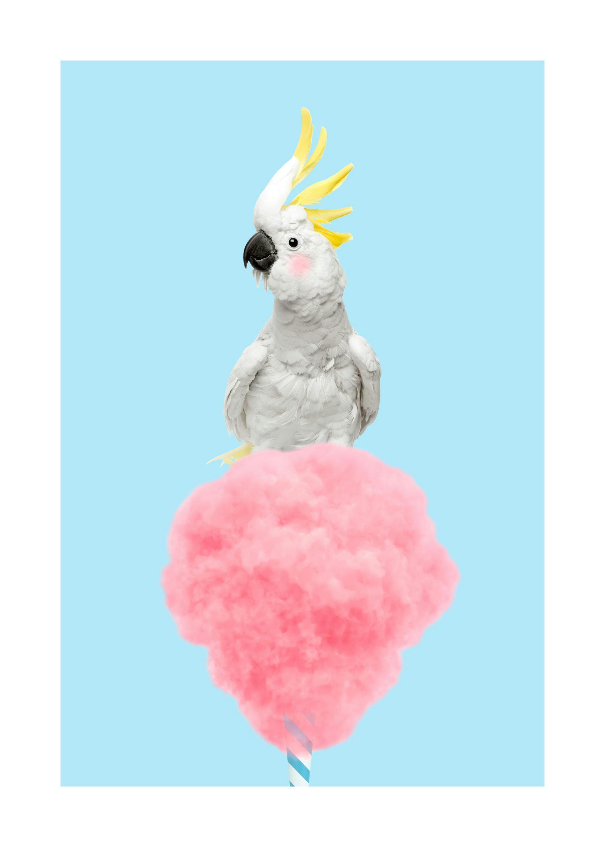 Cotton Candy Cockatoo poster print featuring a white cockatoo with pink cheeks on pink cotton candy against a blue background
