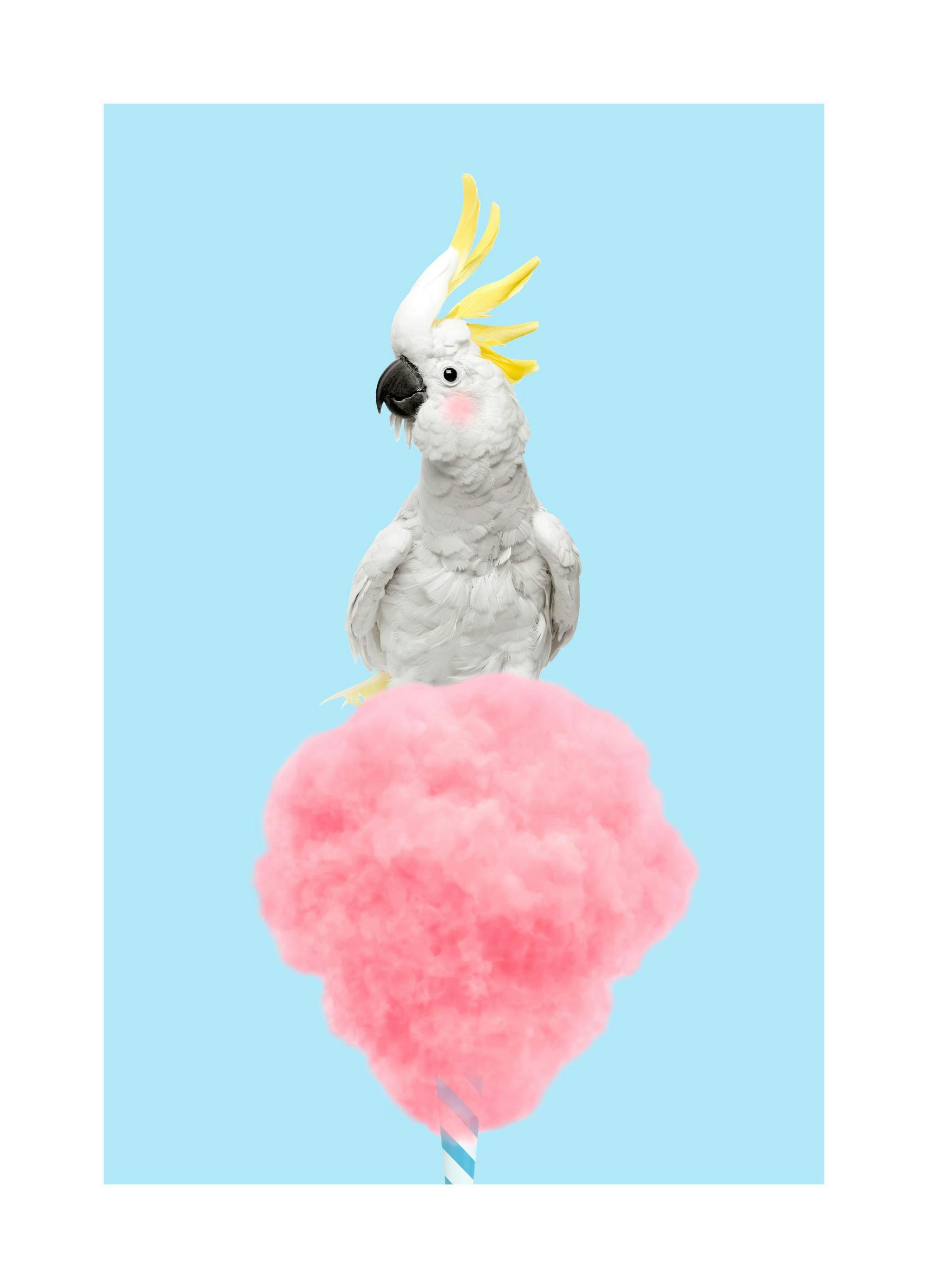 Cotton Candy Cockatoo Print (30x40 cm)