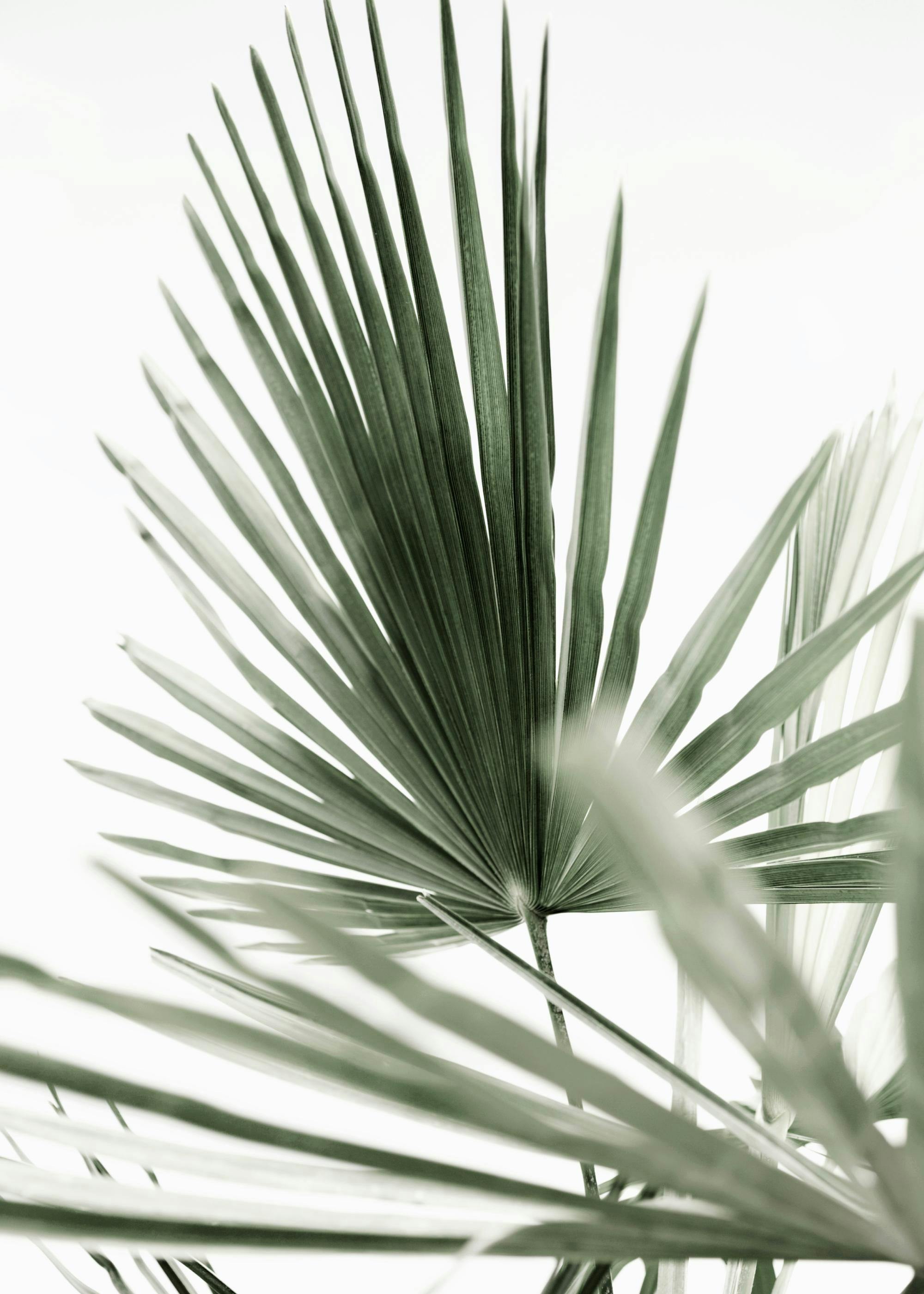 Plakat med grønne palmeblade mod hvid baggrund, tropisk natur motiv, detaljeret plantebillede