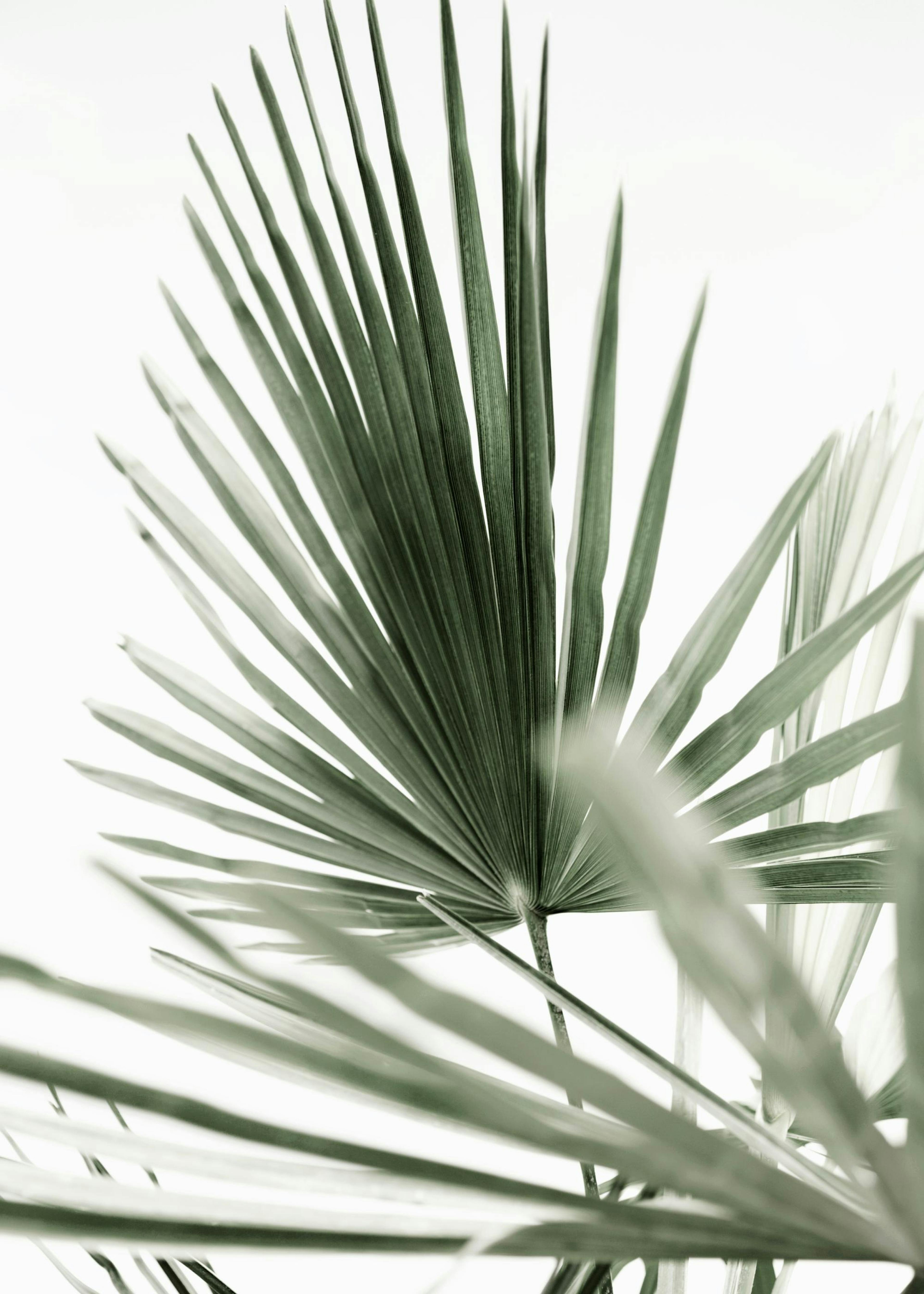 Groene palmblad poster, natuurlijke tropische plantenprint op wit.