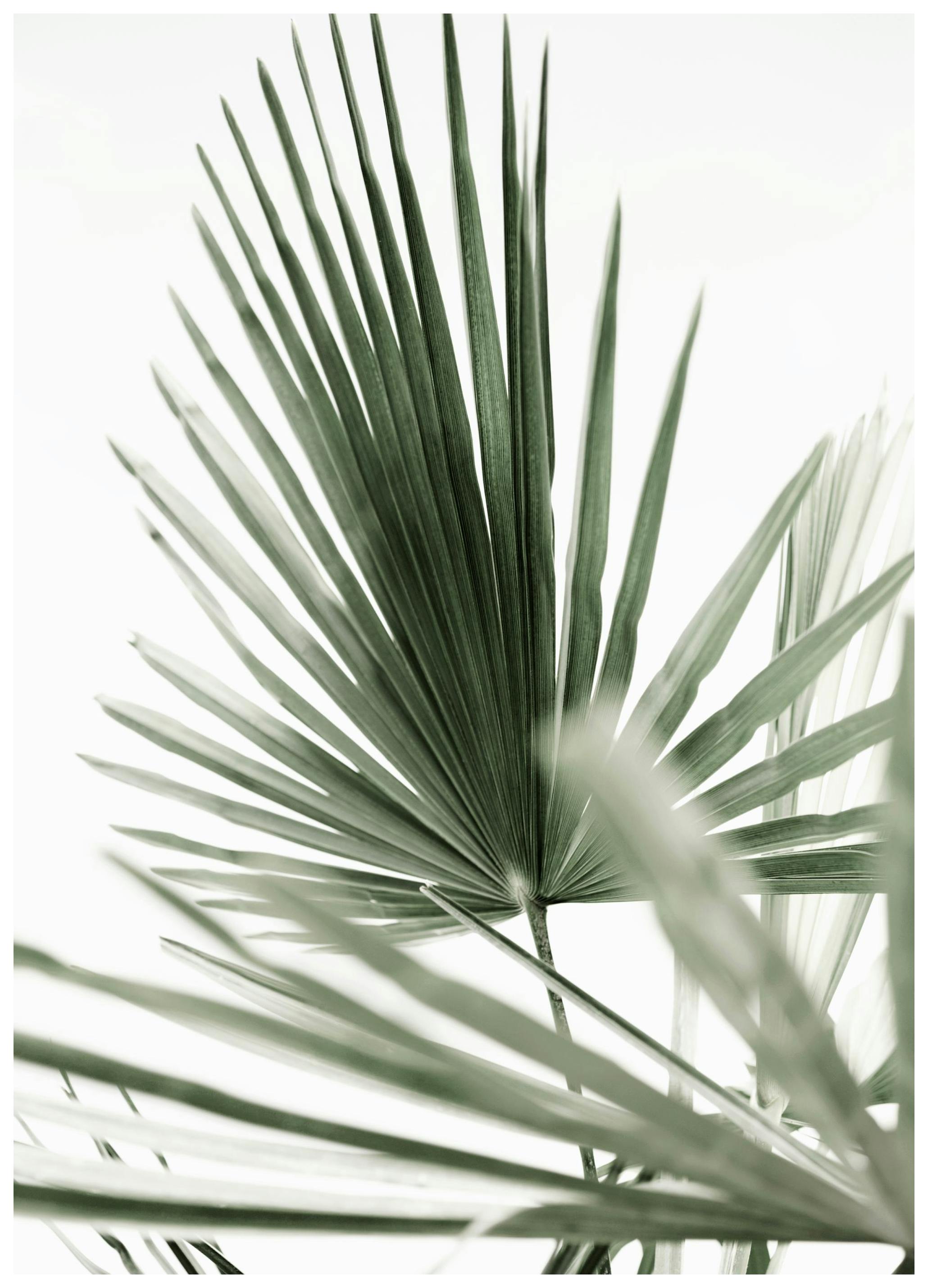 Tropic Palm Poster (30x40 cm)