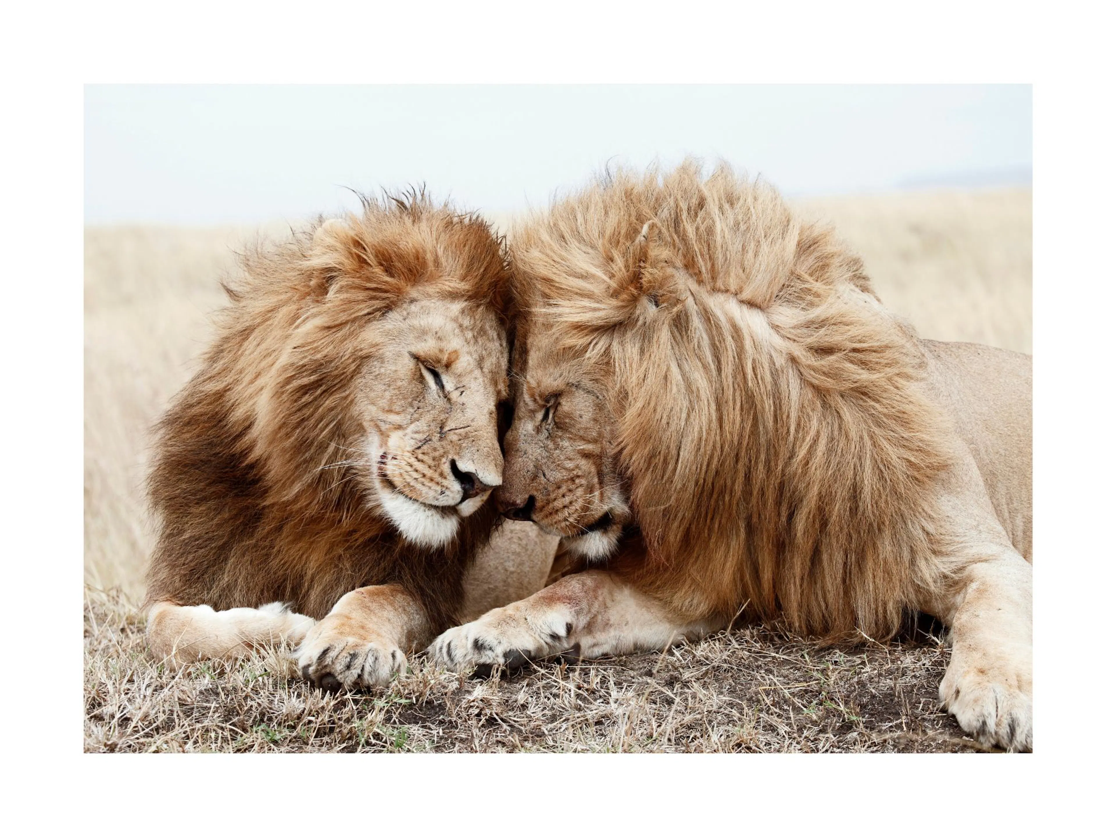 Two male lions resting on dry grass, heads touching, in a heartwarming wildlife print.