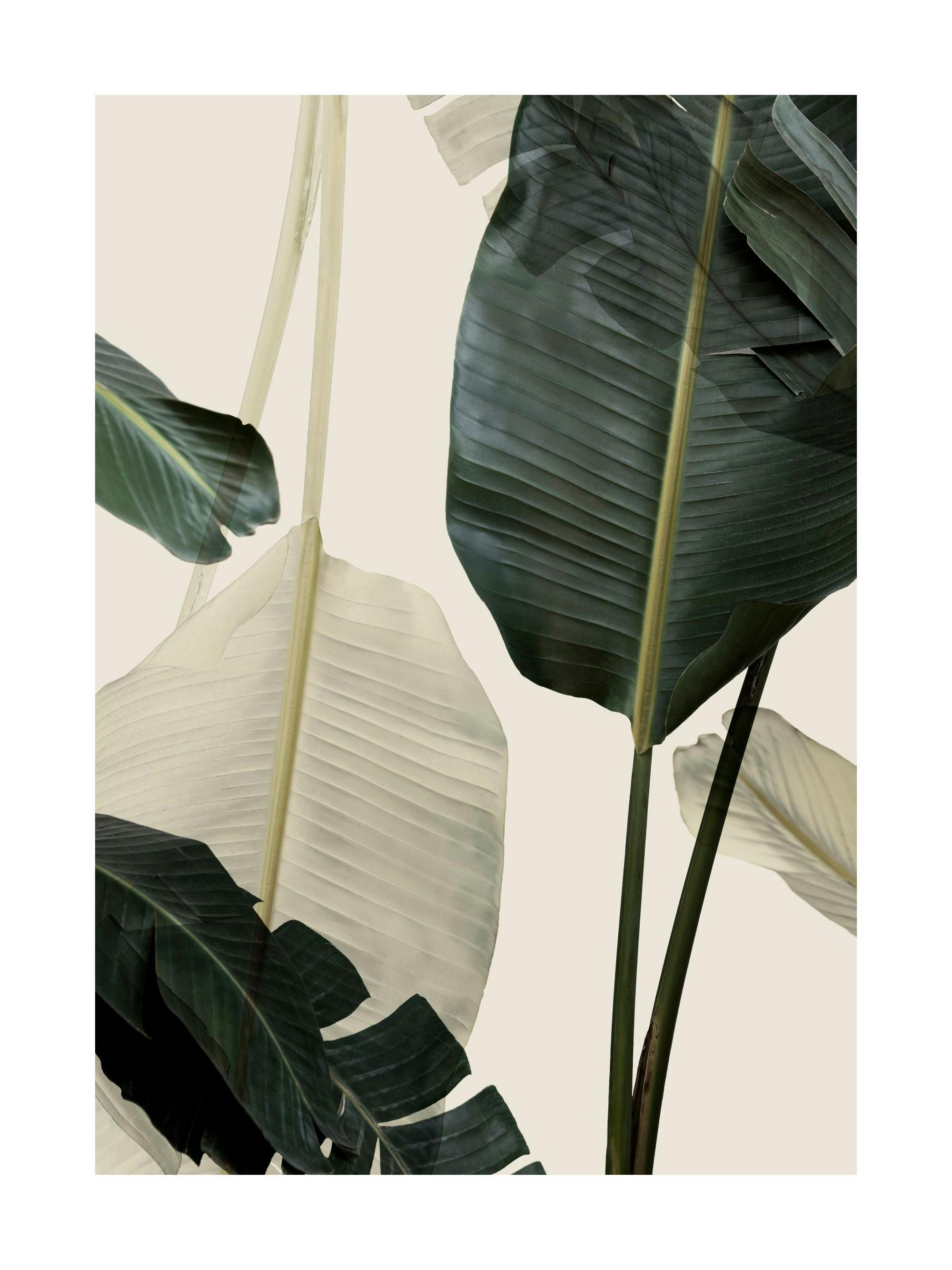 Poster med stora bananblad i mörkt grönt och ljusbeige mot en ljus bakgrund, botanisk konst.