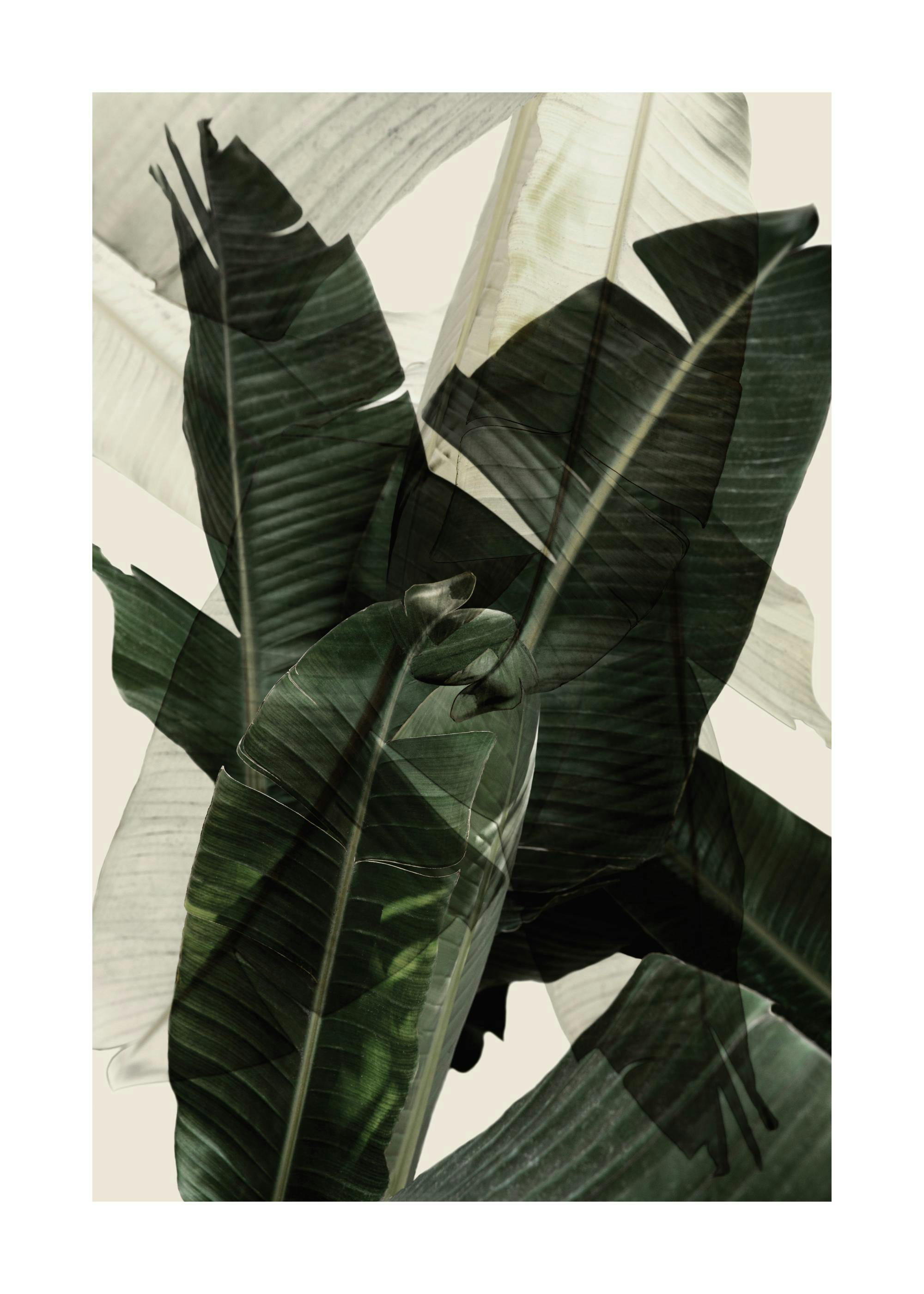 Affiche de feuilles de bananier superposées aux teintes vertes et blanches