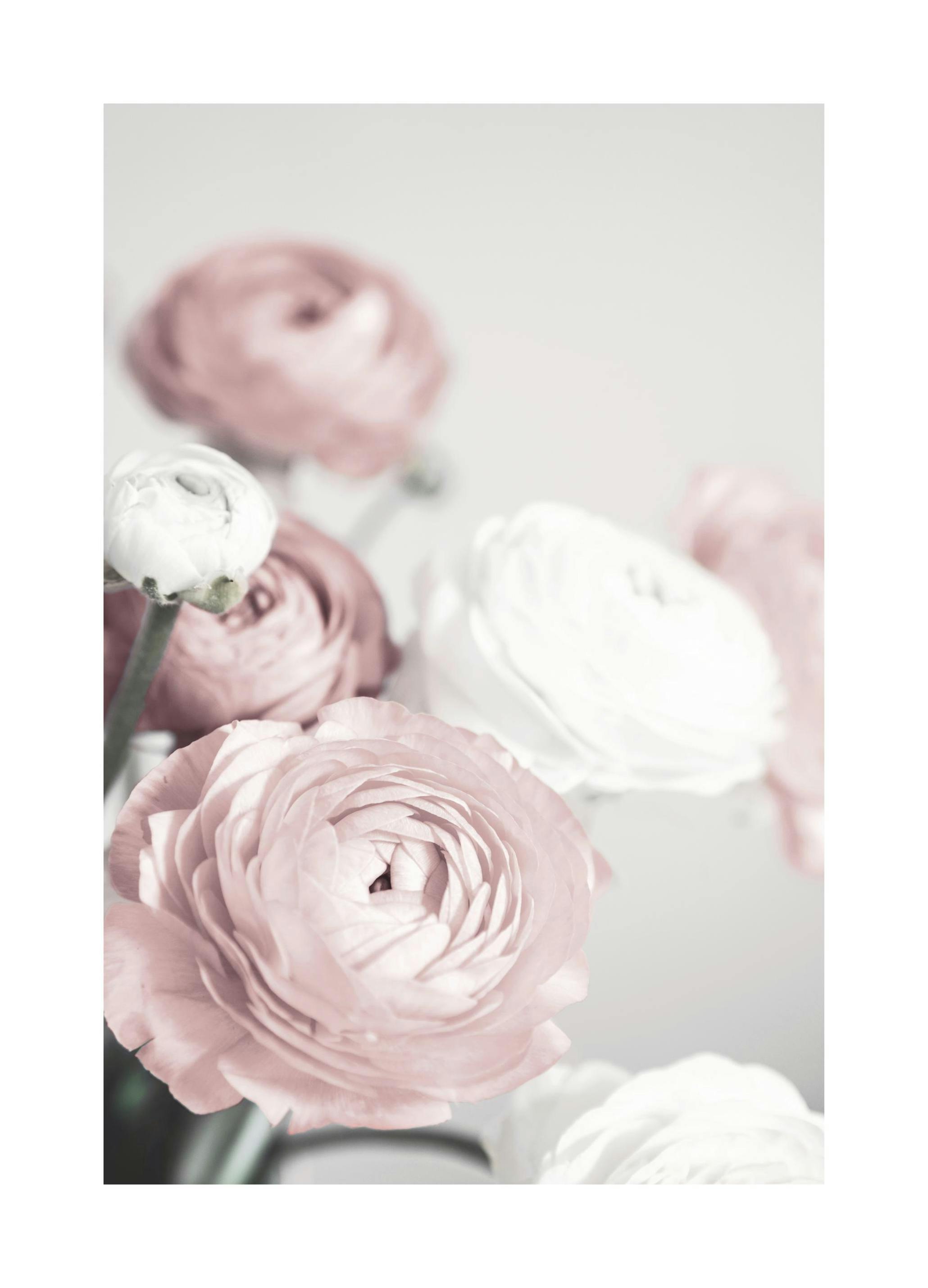 Lovely Roses Affiche (30x40 cm)  Photographie