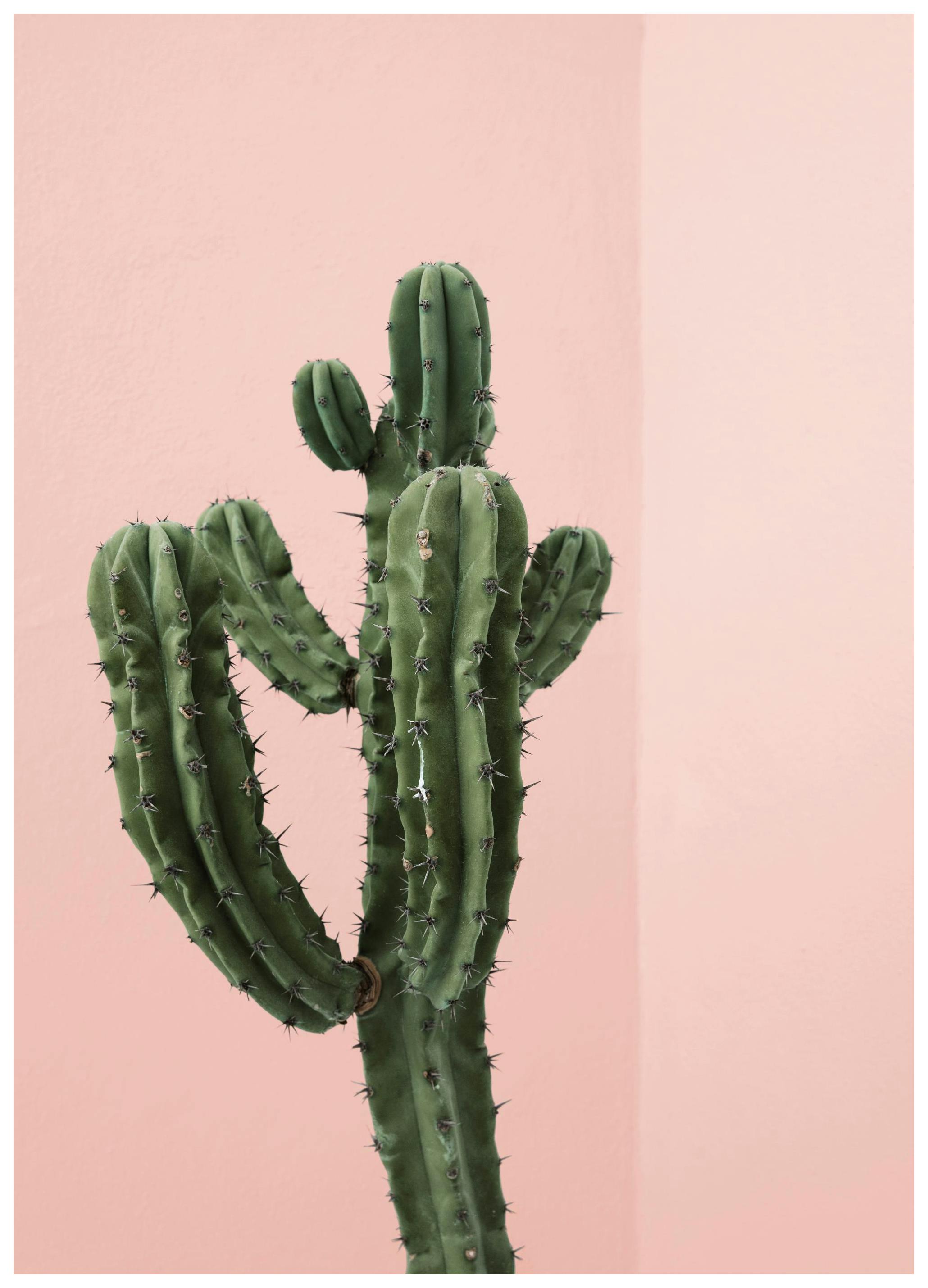 Cactus Corner Poster (30x40 cm)