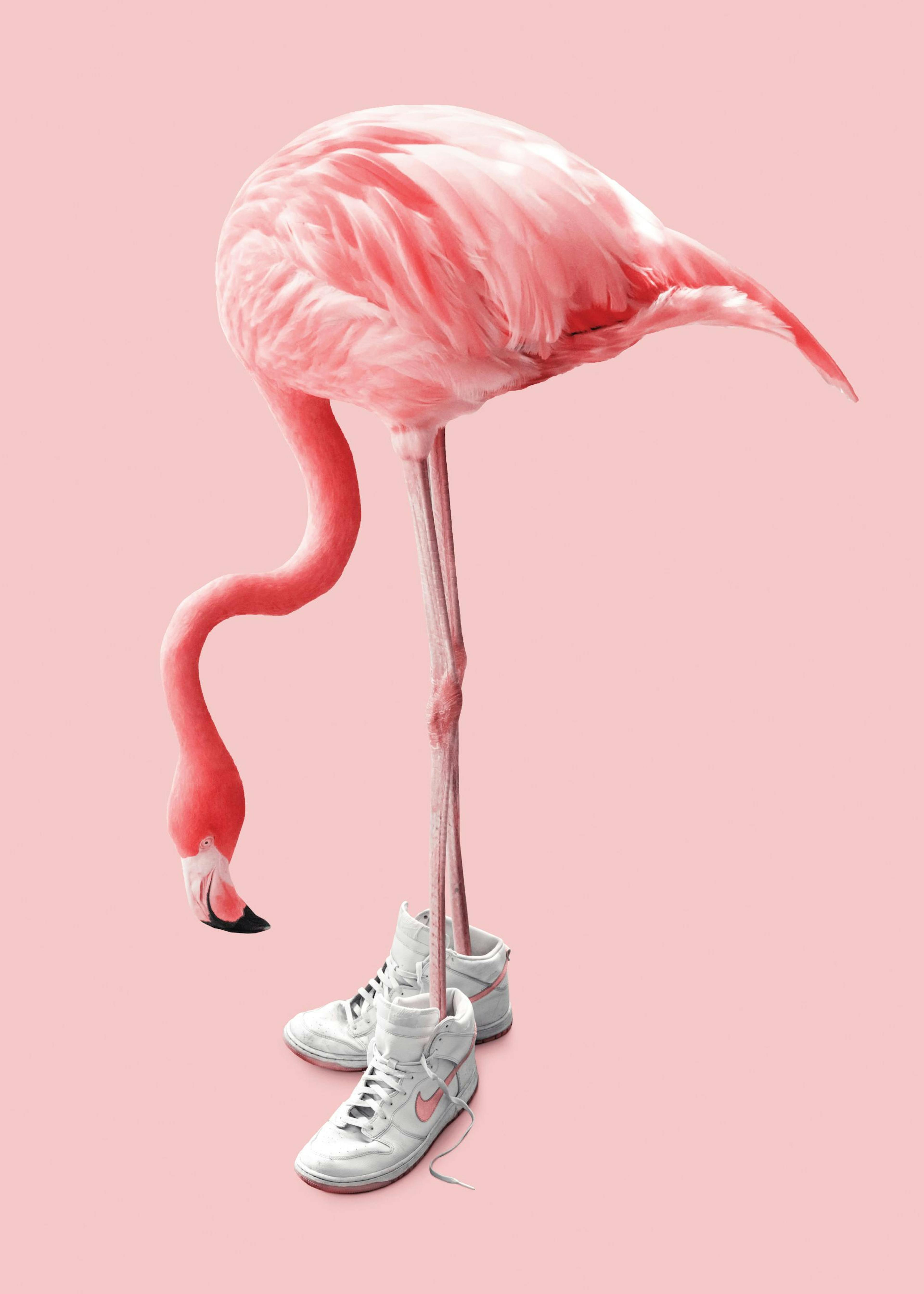 Jonas Loose - Sneaker Flamingo Print 0