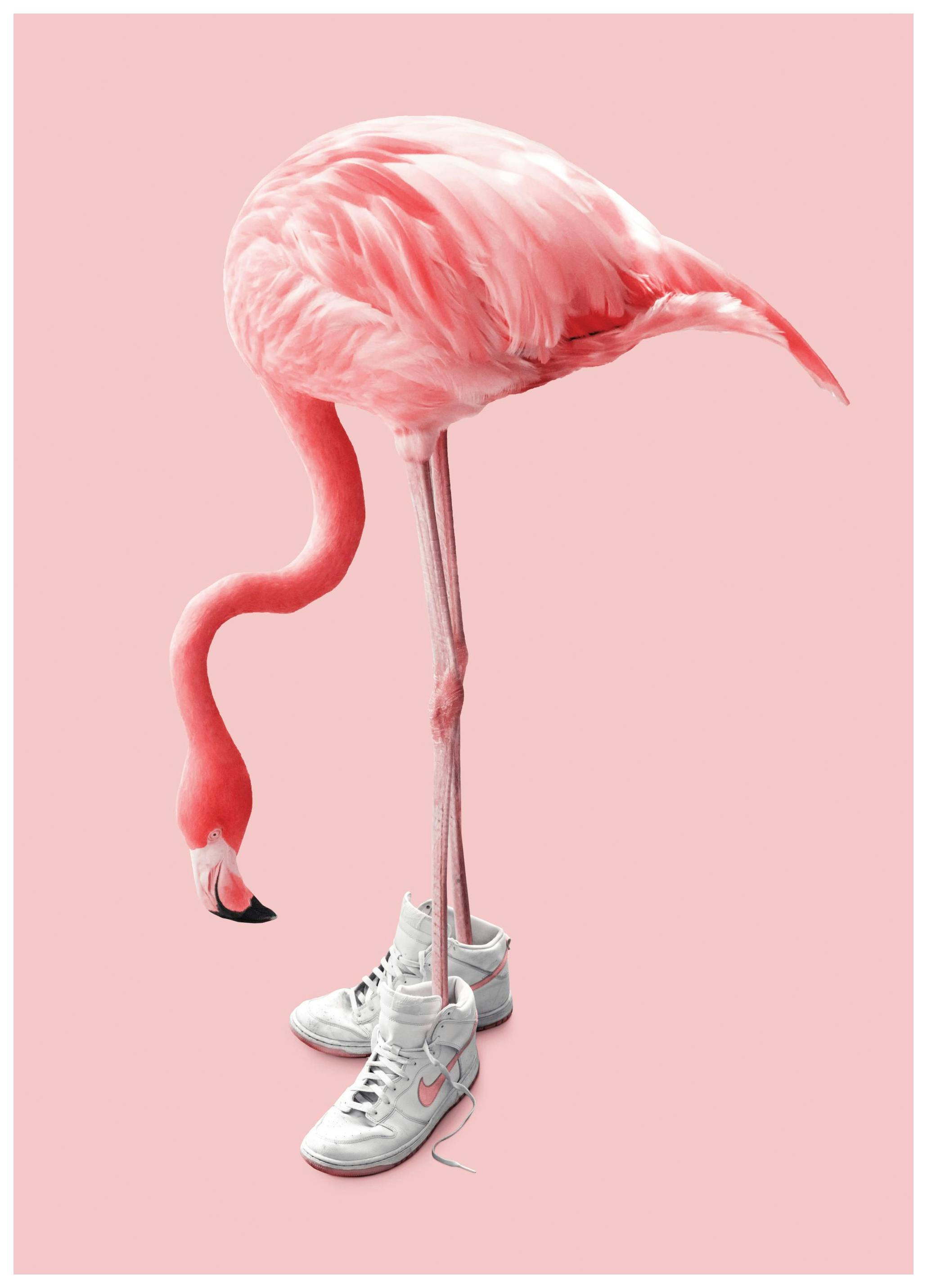 Jonas Loose - Sneaker Flamingo Print (21x30 cm)