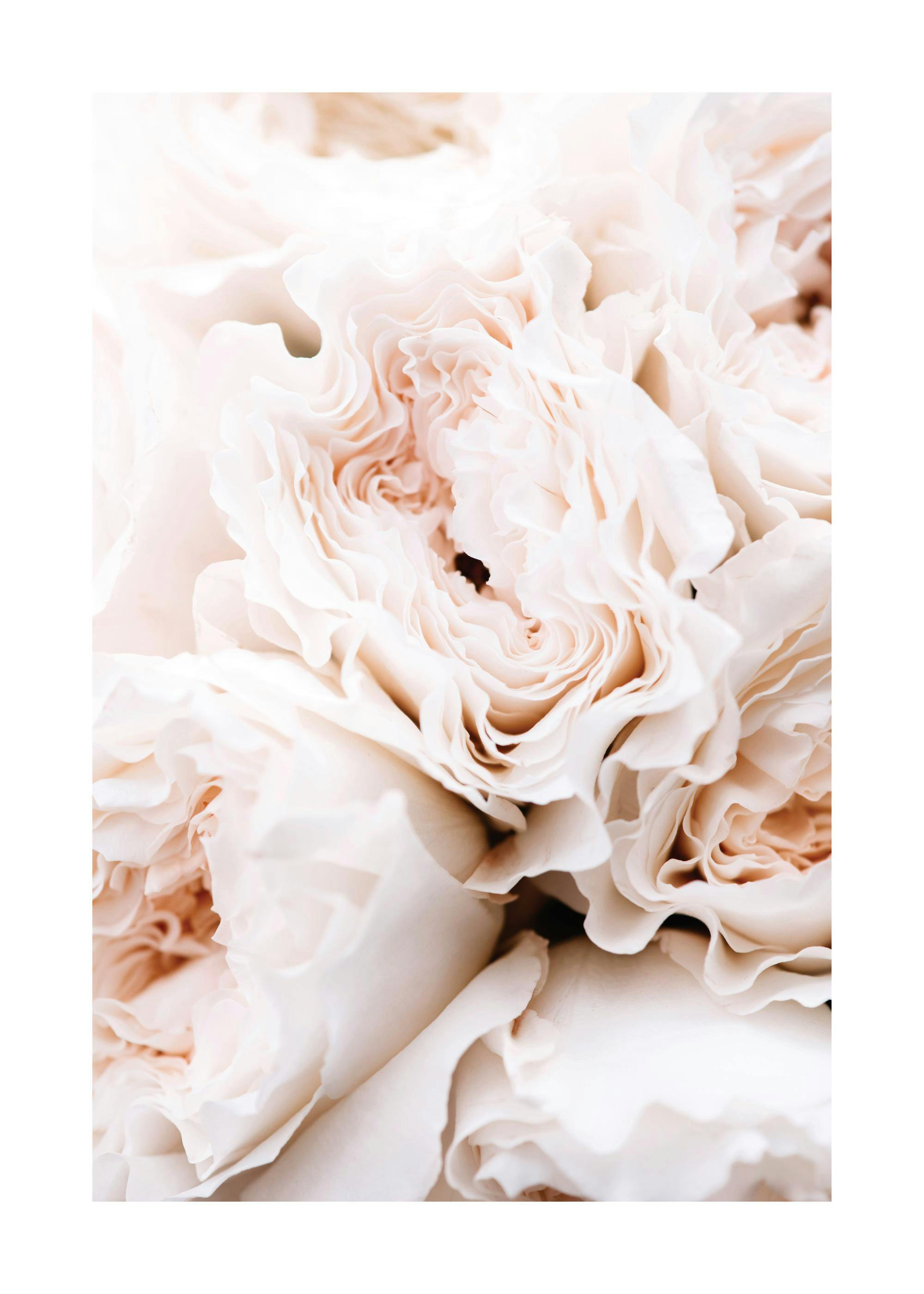 Nahaufnahme eines Posters mit einem Bouquet blühender, zartrosa Rosen