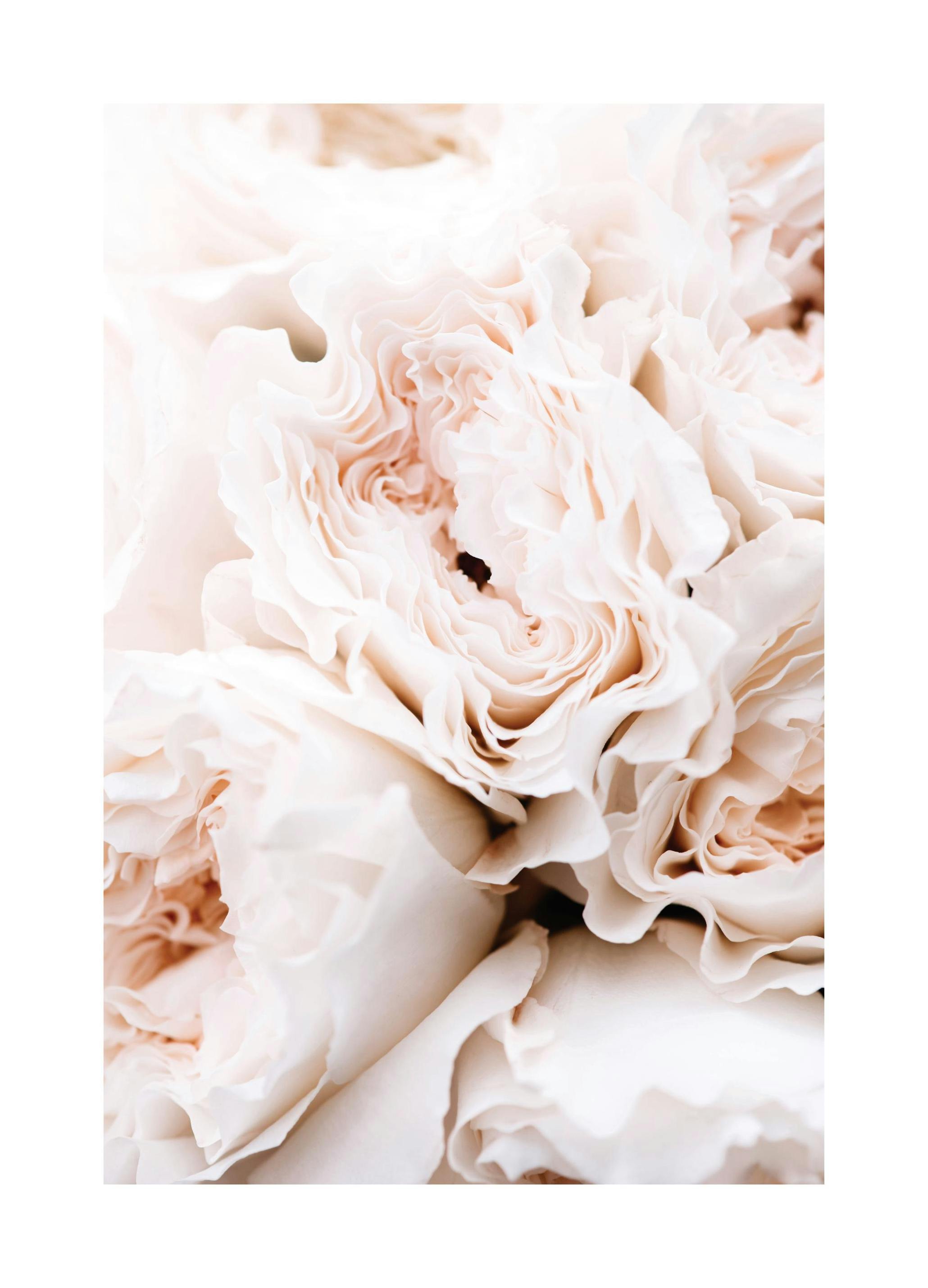Blossoming Roses Poster (30x40 cm)- Posters de flores