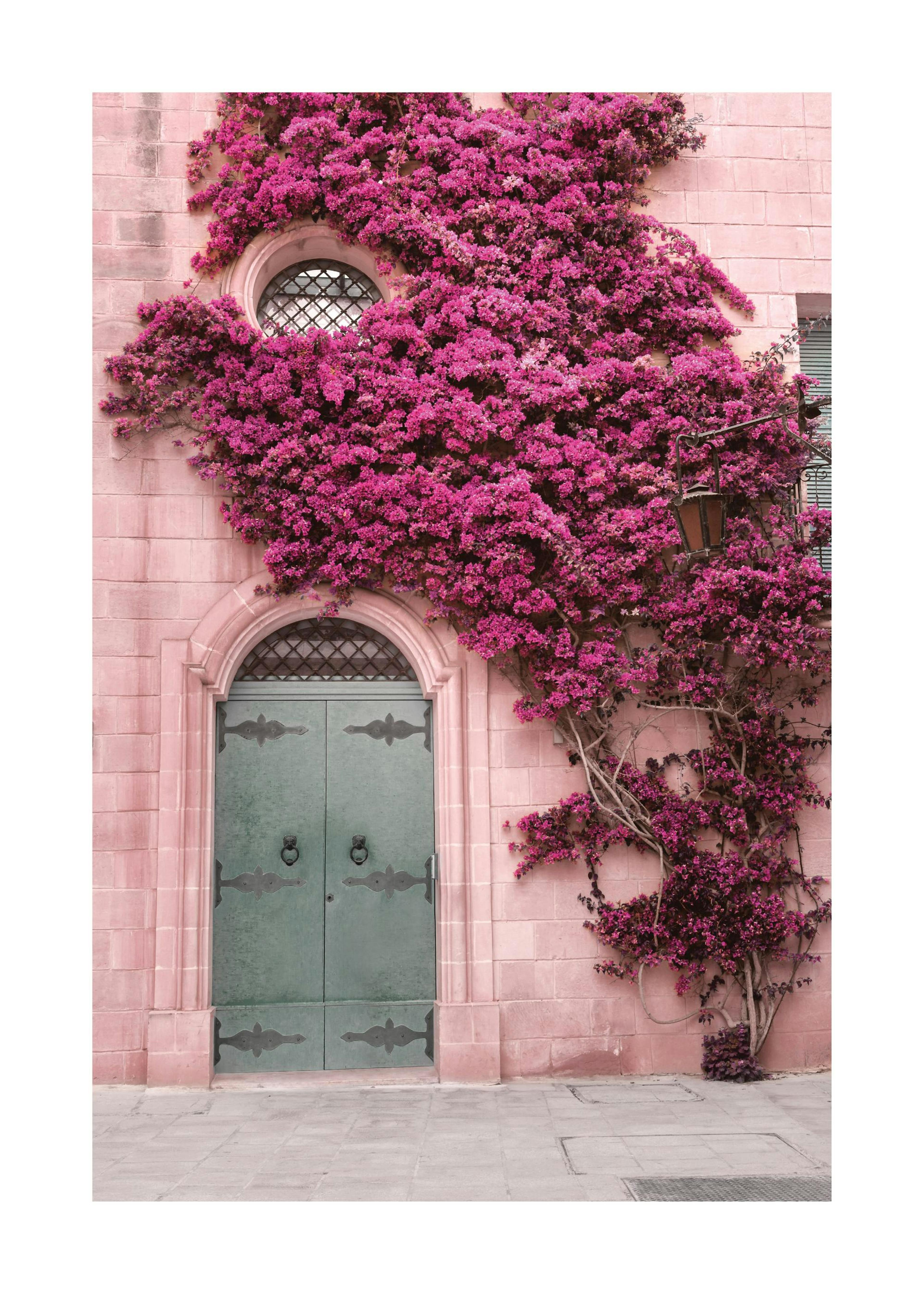 Pink Flower Wall Print 0