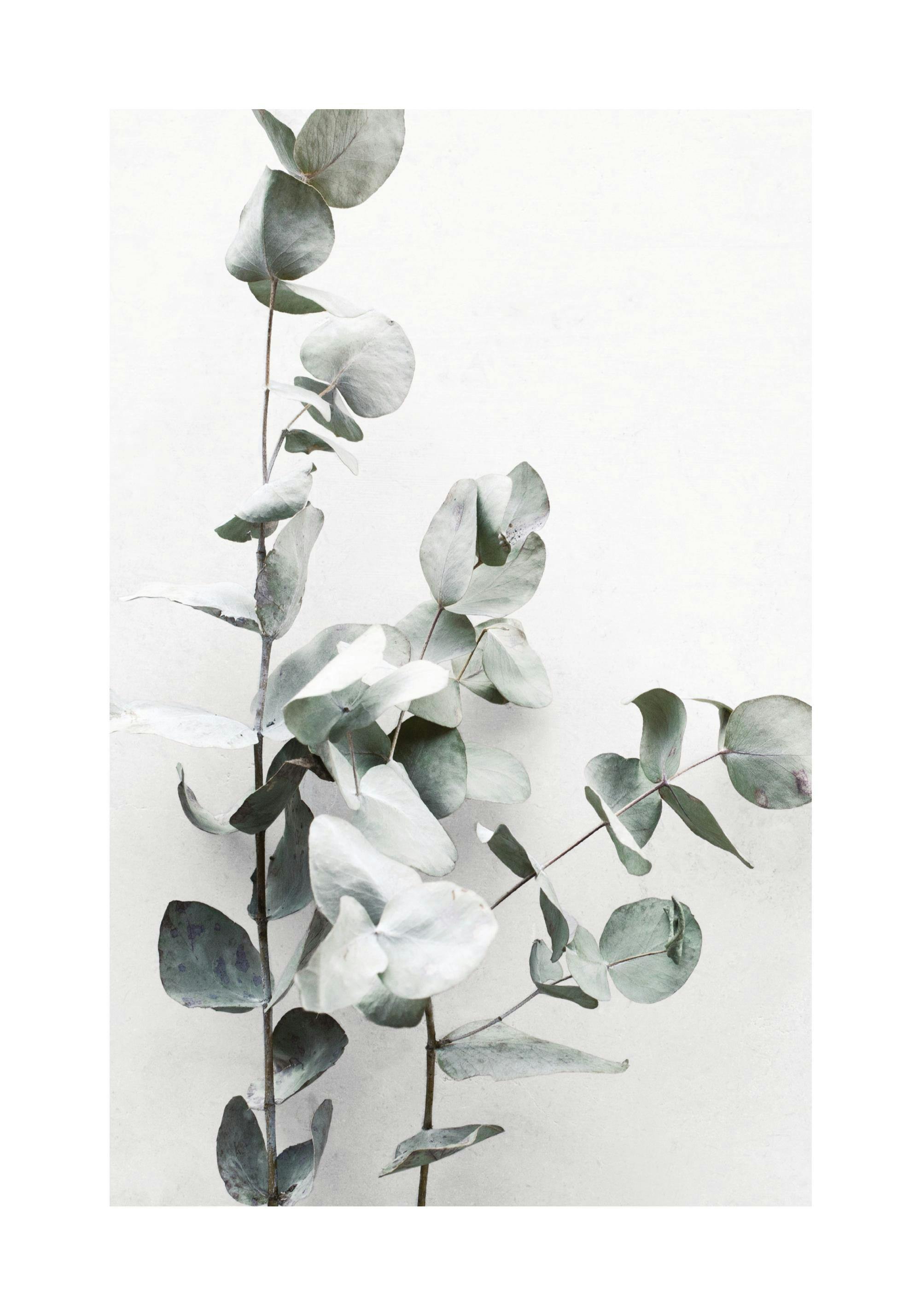Fotografi av eukalyptuskvistar med grågröna blad mot en ljusgrå vägg, botanisk växtposter