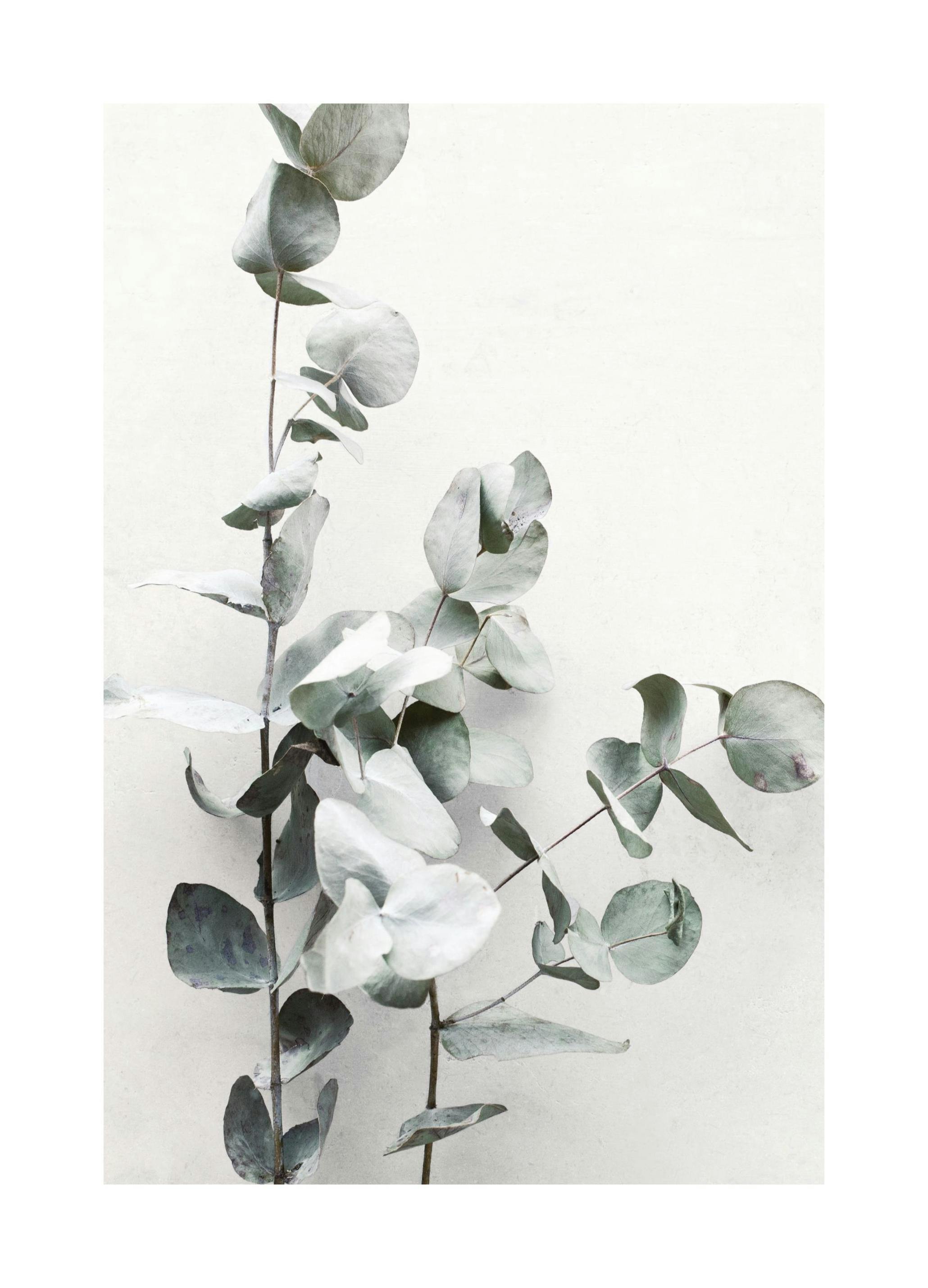 Eucalyptus Twigs No1 Poster (21x30 cm)