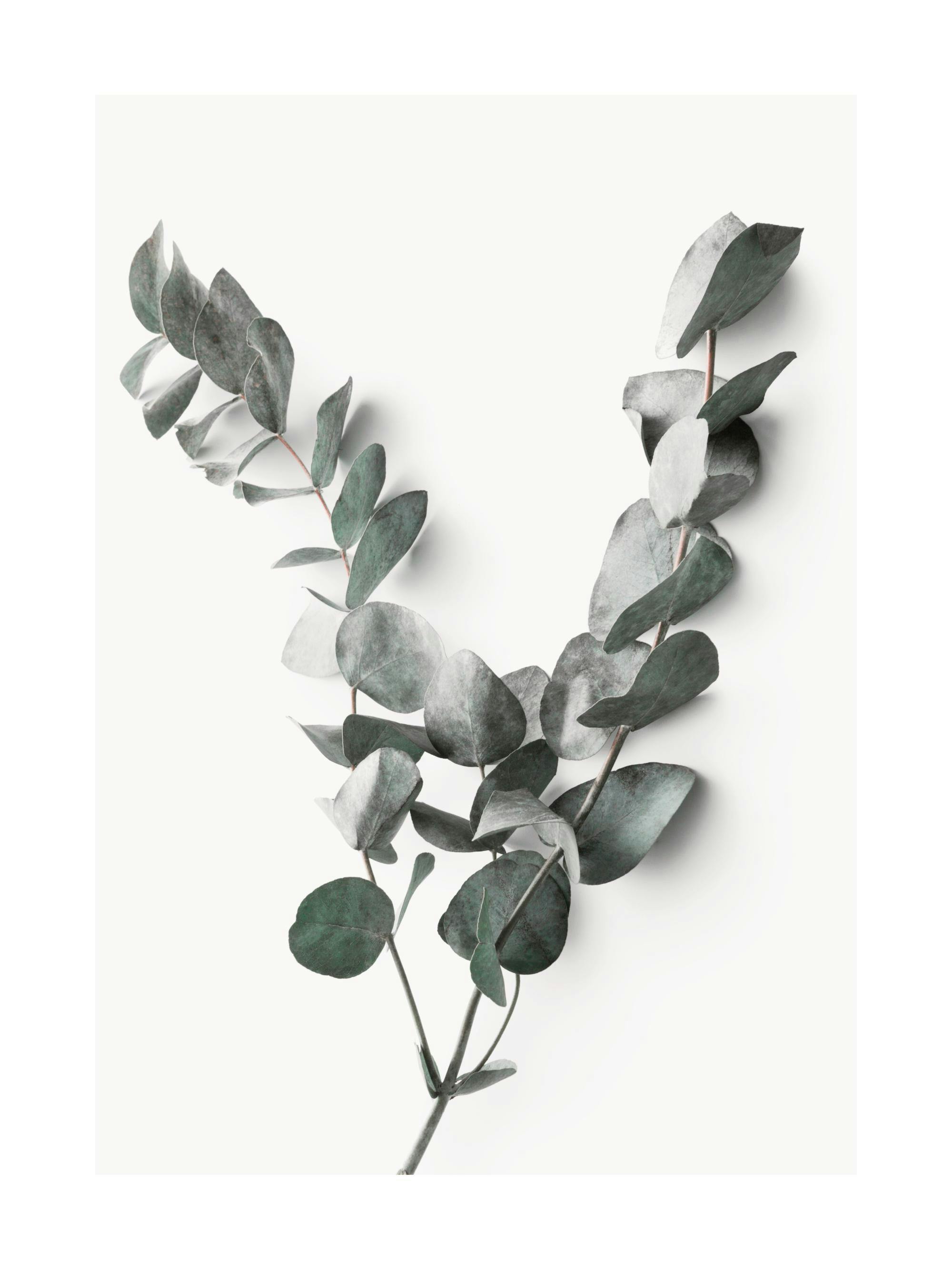 Fotografi av eukalyptuskvist med gröna blad på ljusgrå bakgrund. Botanisk växt poster.