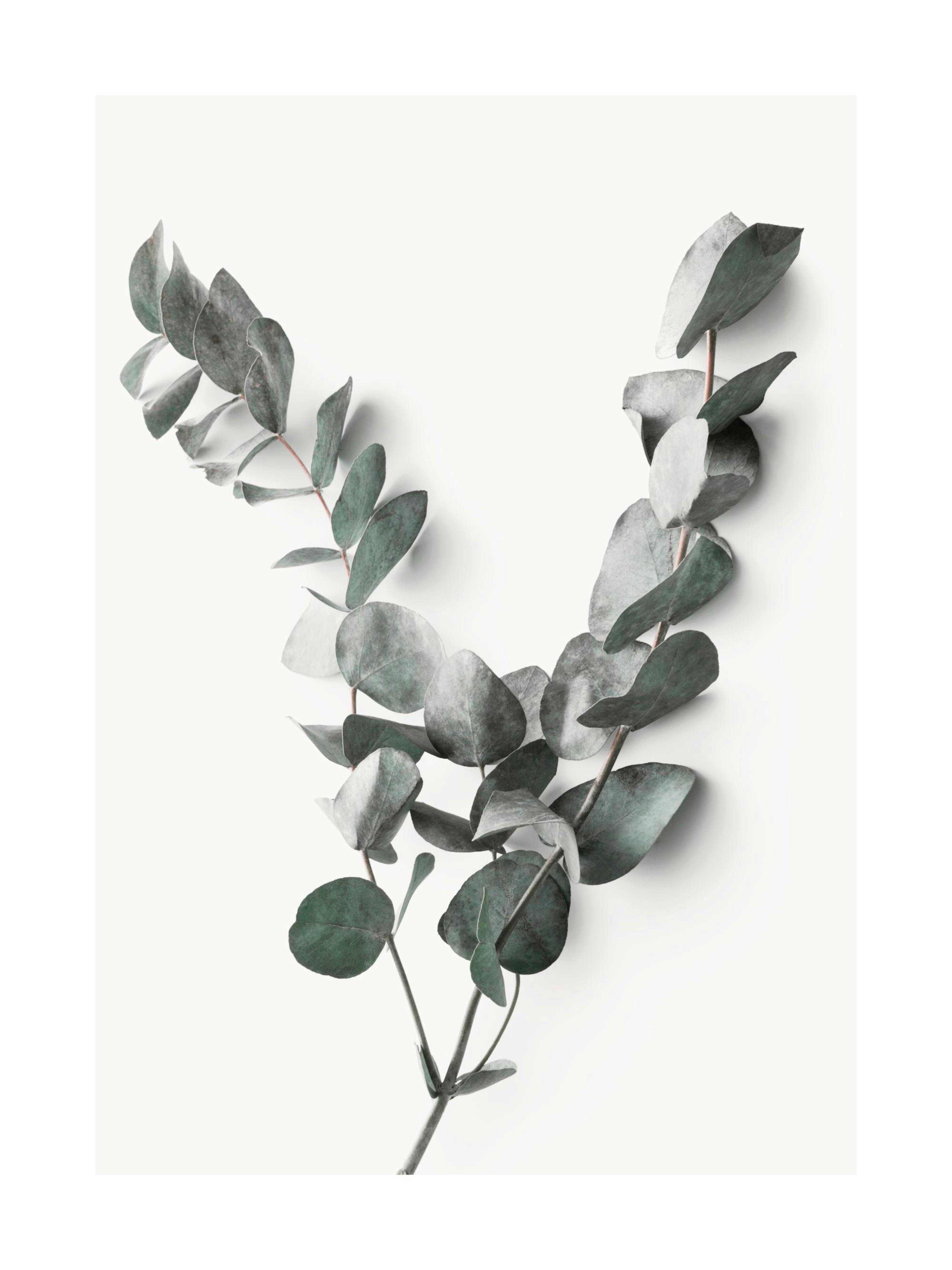 Eucalyptus Twigs No2 Plakat 0