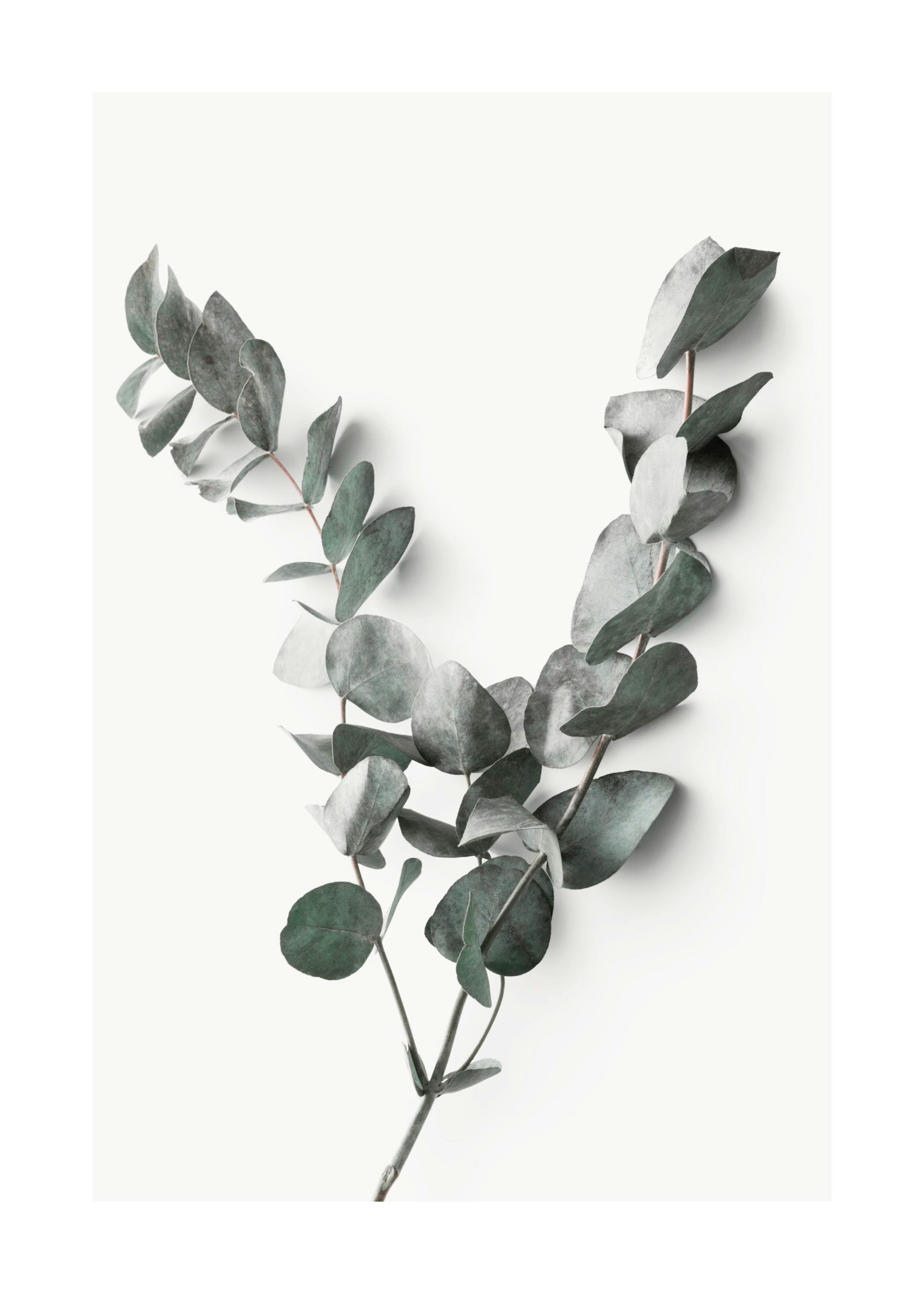 Eucalyptus Twigs No2 Print 0