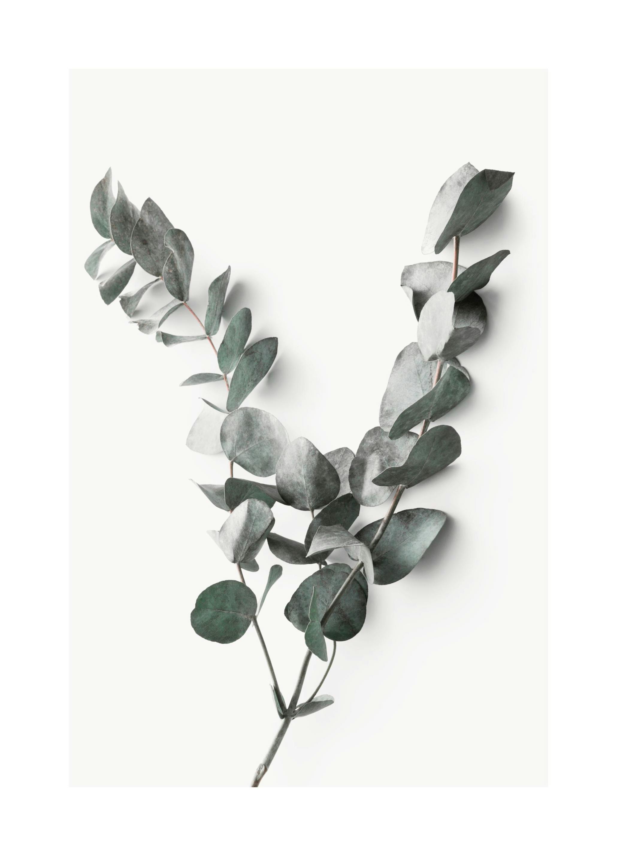 Eucalyptus Twigs No2 Affiche (50x70 cm)  Photographie