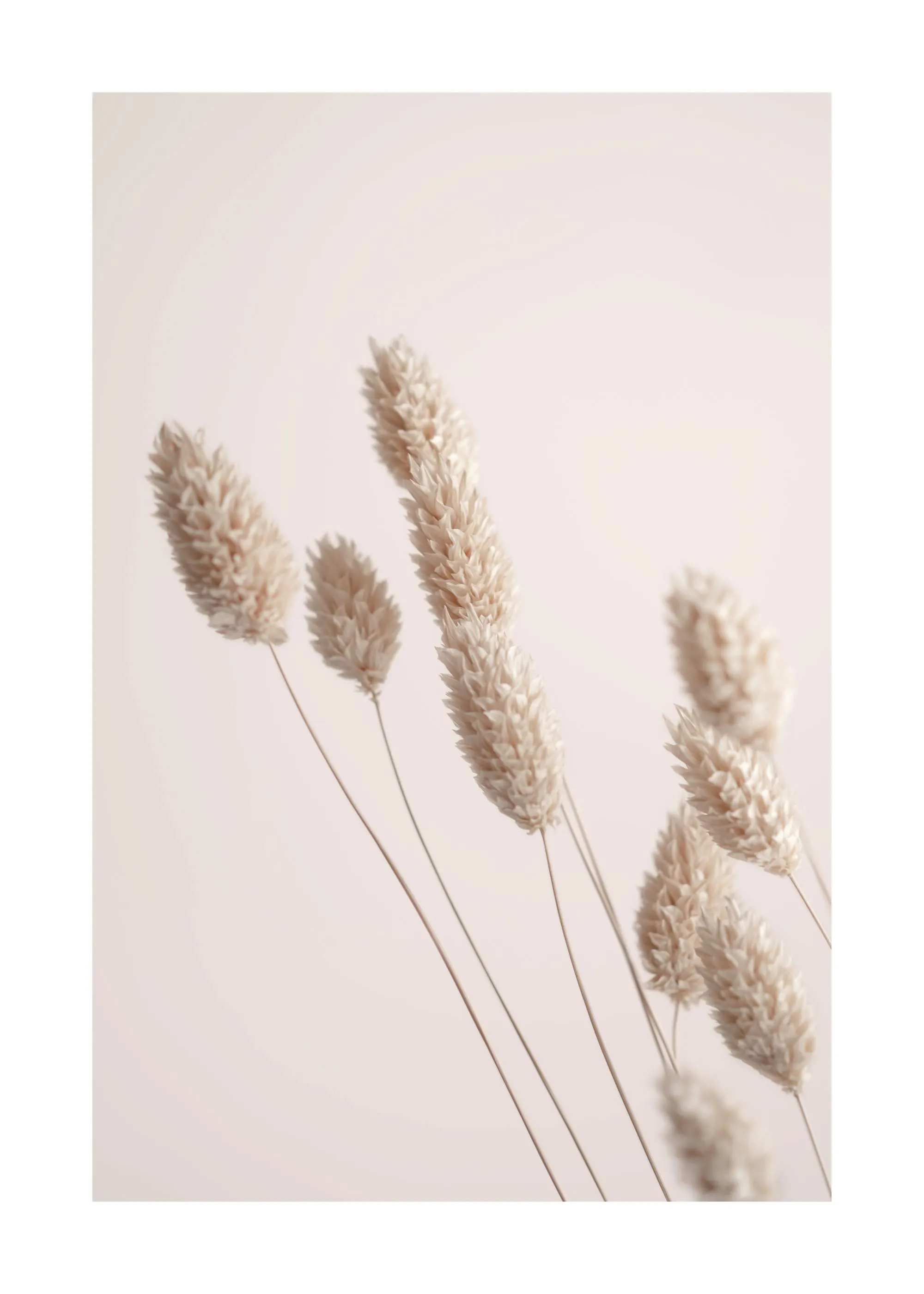 Botanical print of beige dried grass on a light pink background, a stylish nature-inspired poster.