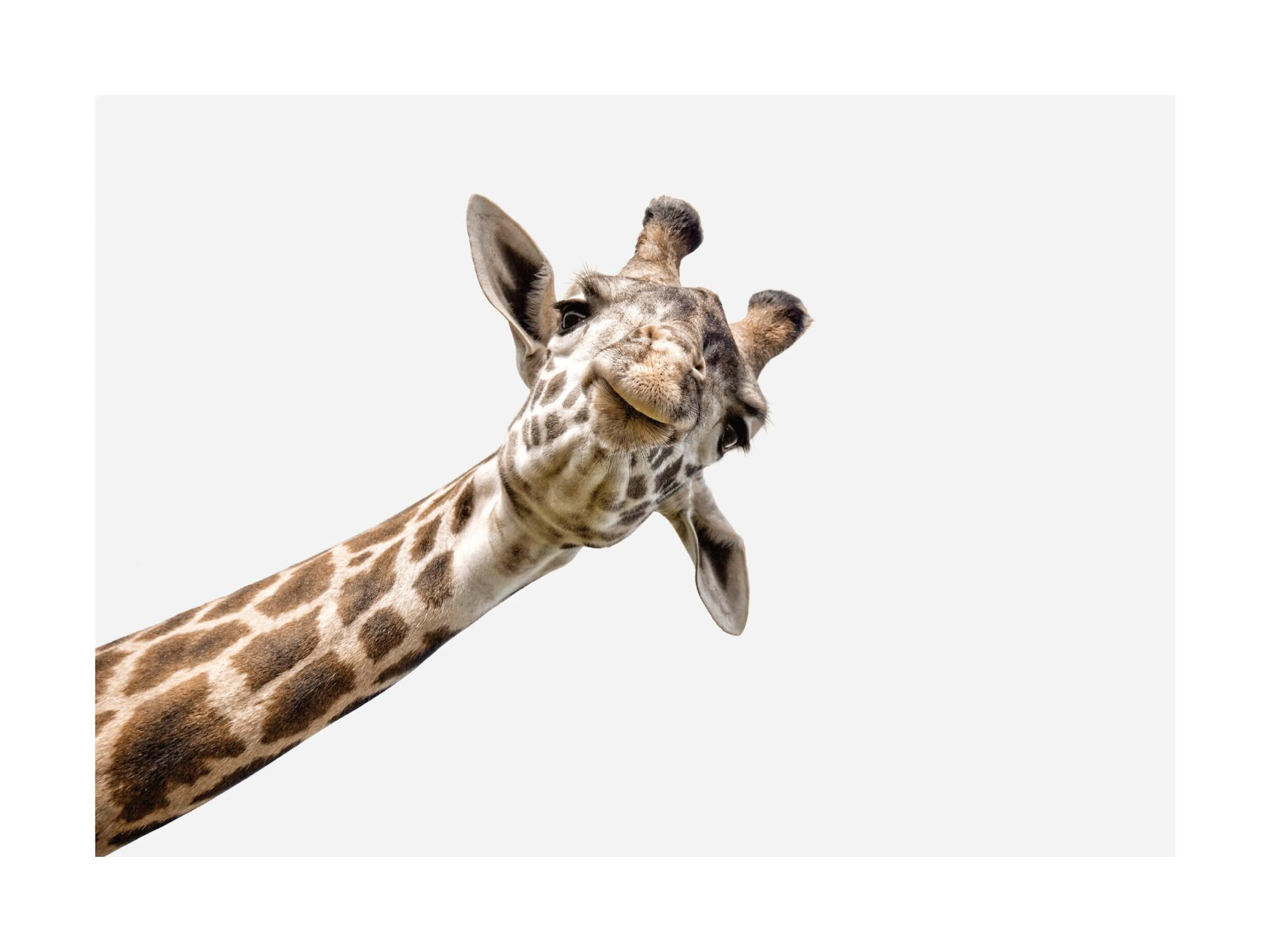 Curious giraffe head and neck, peeking from the left on a light grey background, a cute kids animal print.