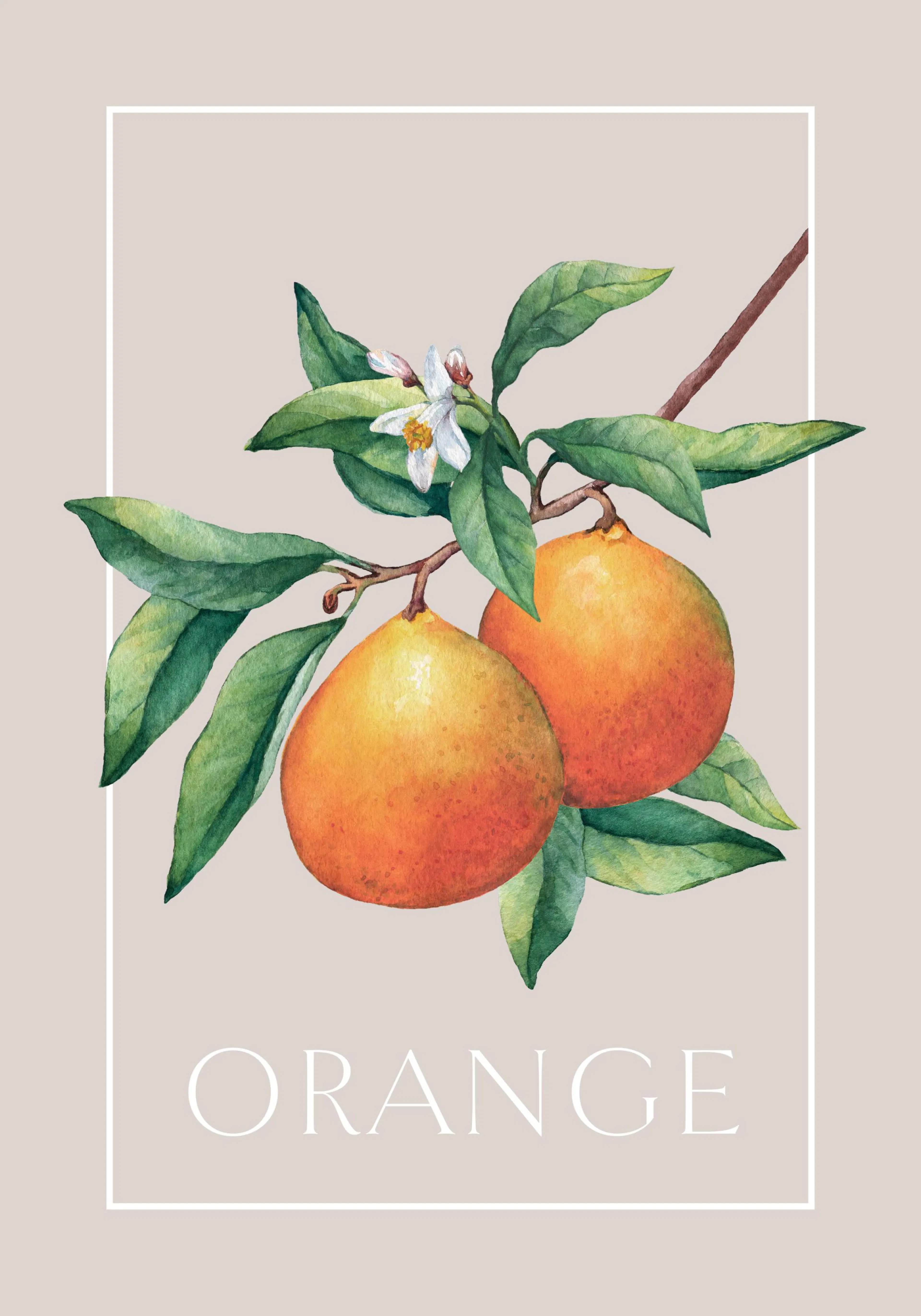 Vintage orange fruit botanical illustration poster with the word ORANGE and a white border on a beige background.