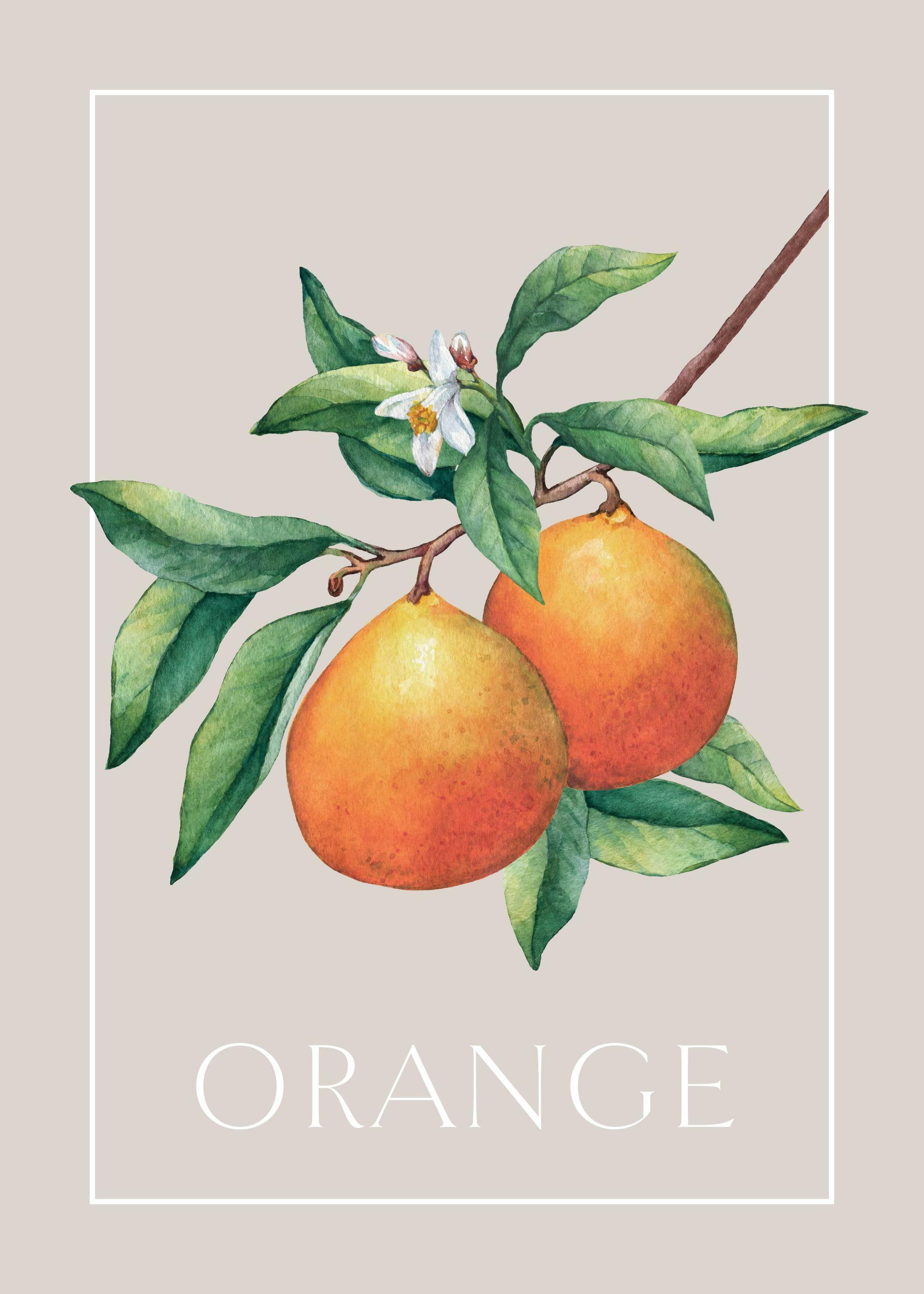 Vintage oranges print, two oranges with green leaves and blossoms on branch, white rectangle border, ORANGE text, kitchen decor