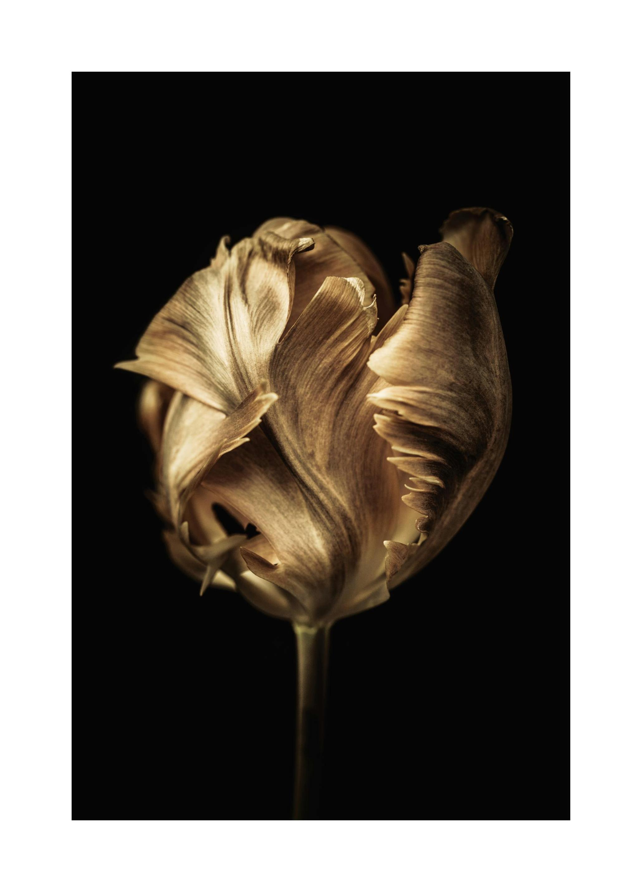 Golden Tulip Poster (30x40 cm)