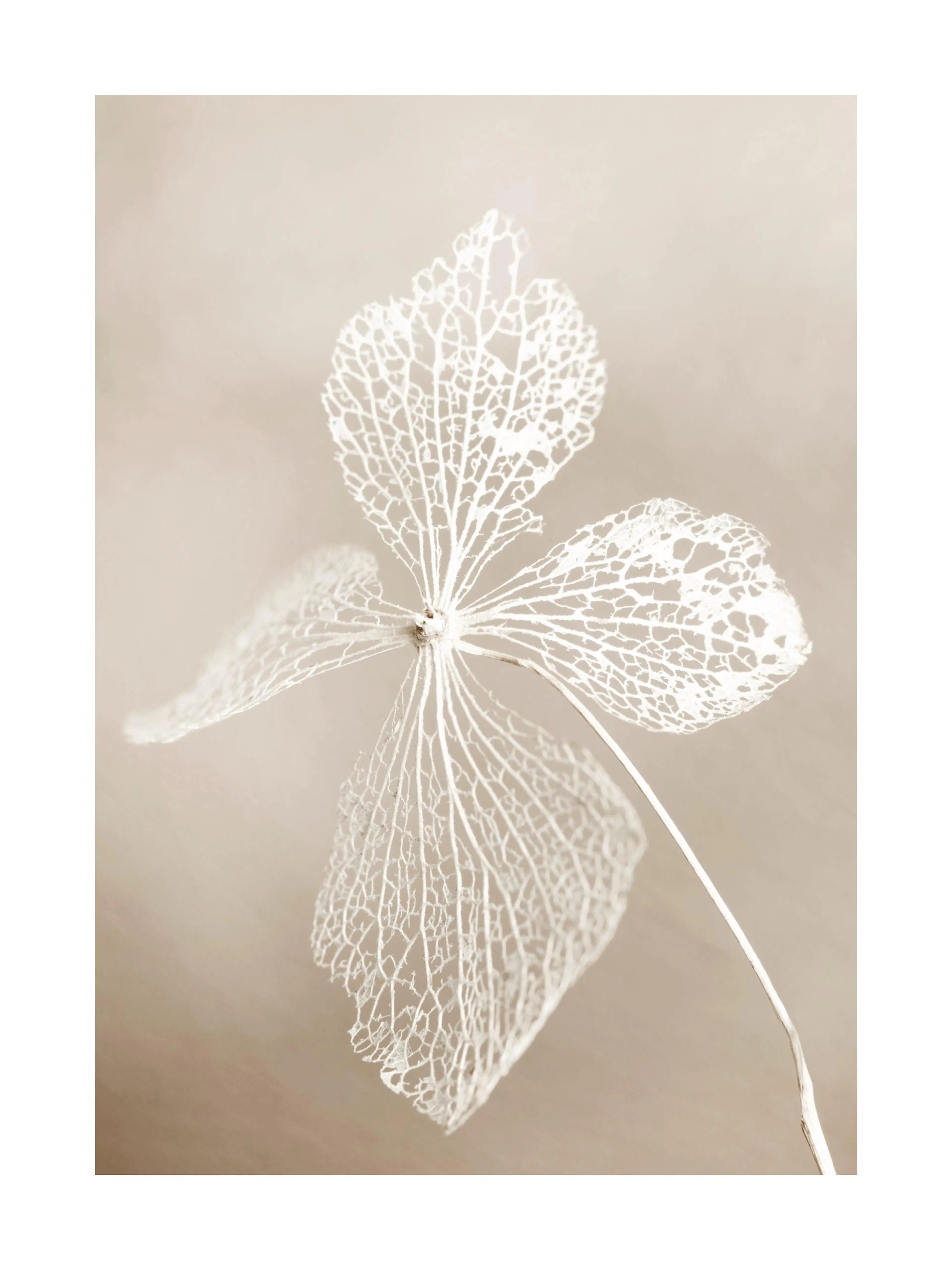 Póster de flor seca con pétalos blancos translúcidos y detalladas venas sobre un fondo beige, arte botánico.
