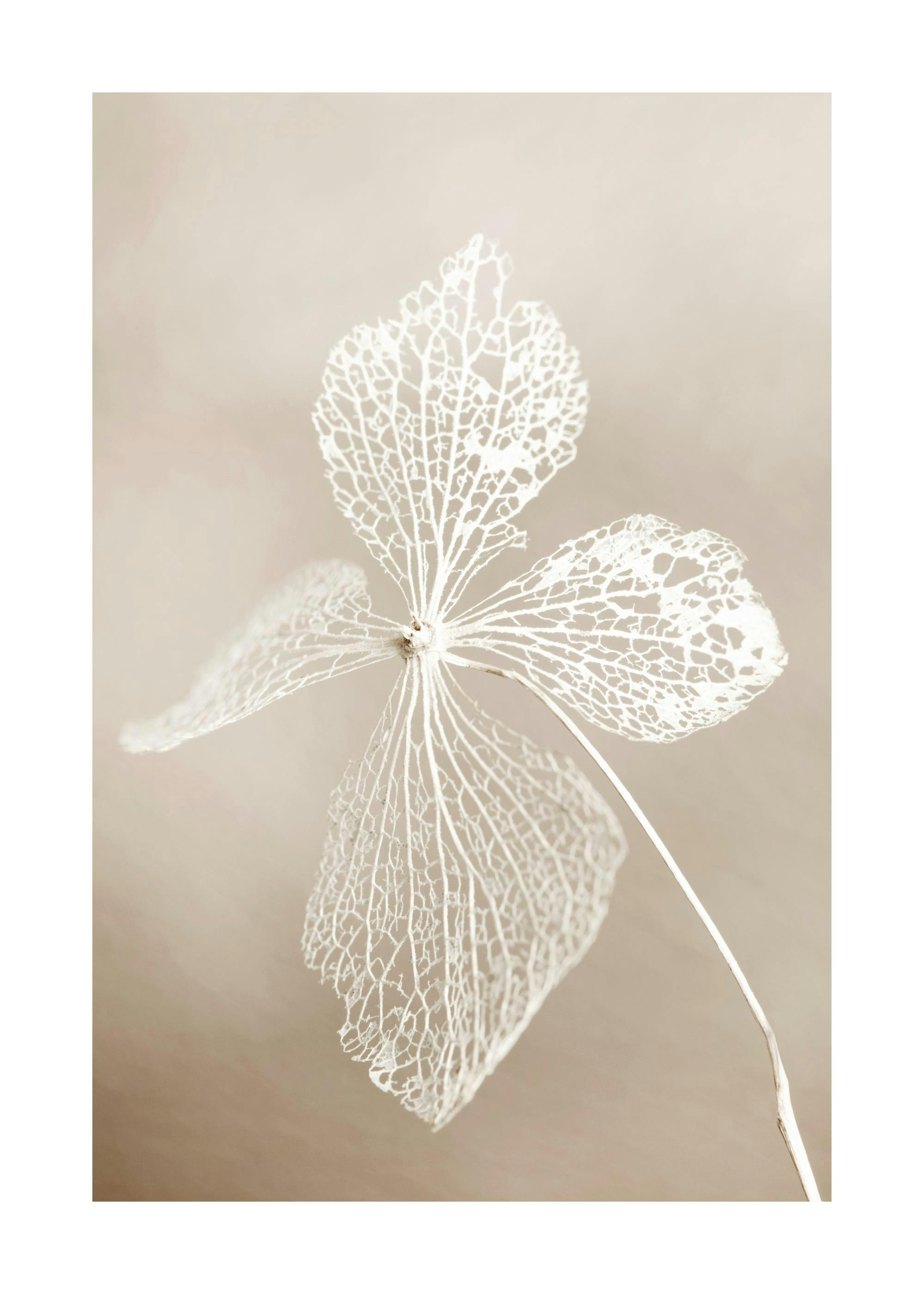 Close-up print of a dried white flower with intricate veins on a beige background