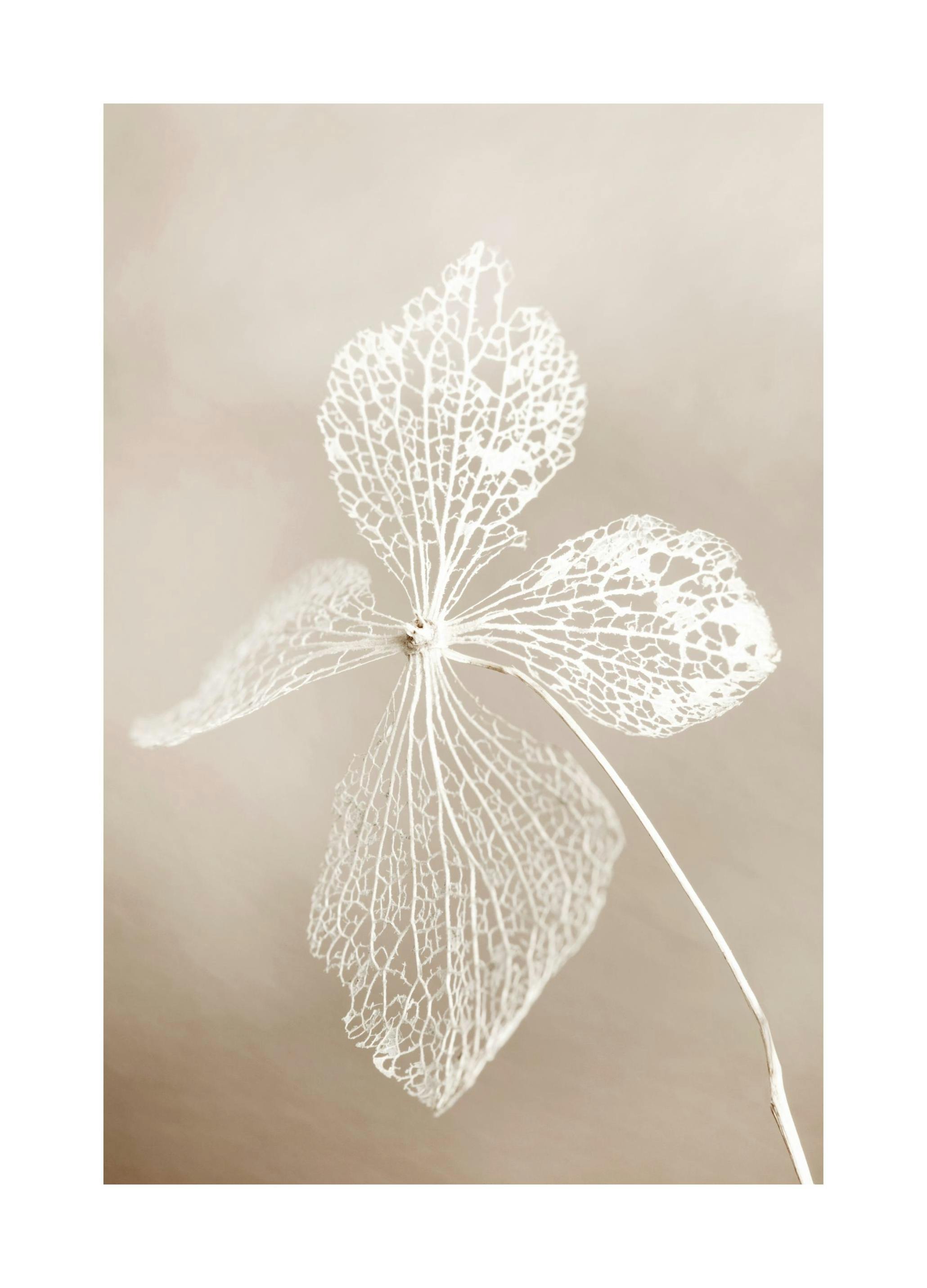Dried Flower Plakat (21x30 cm)- Fotografia