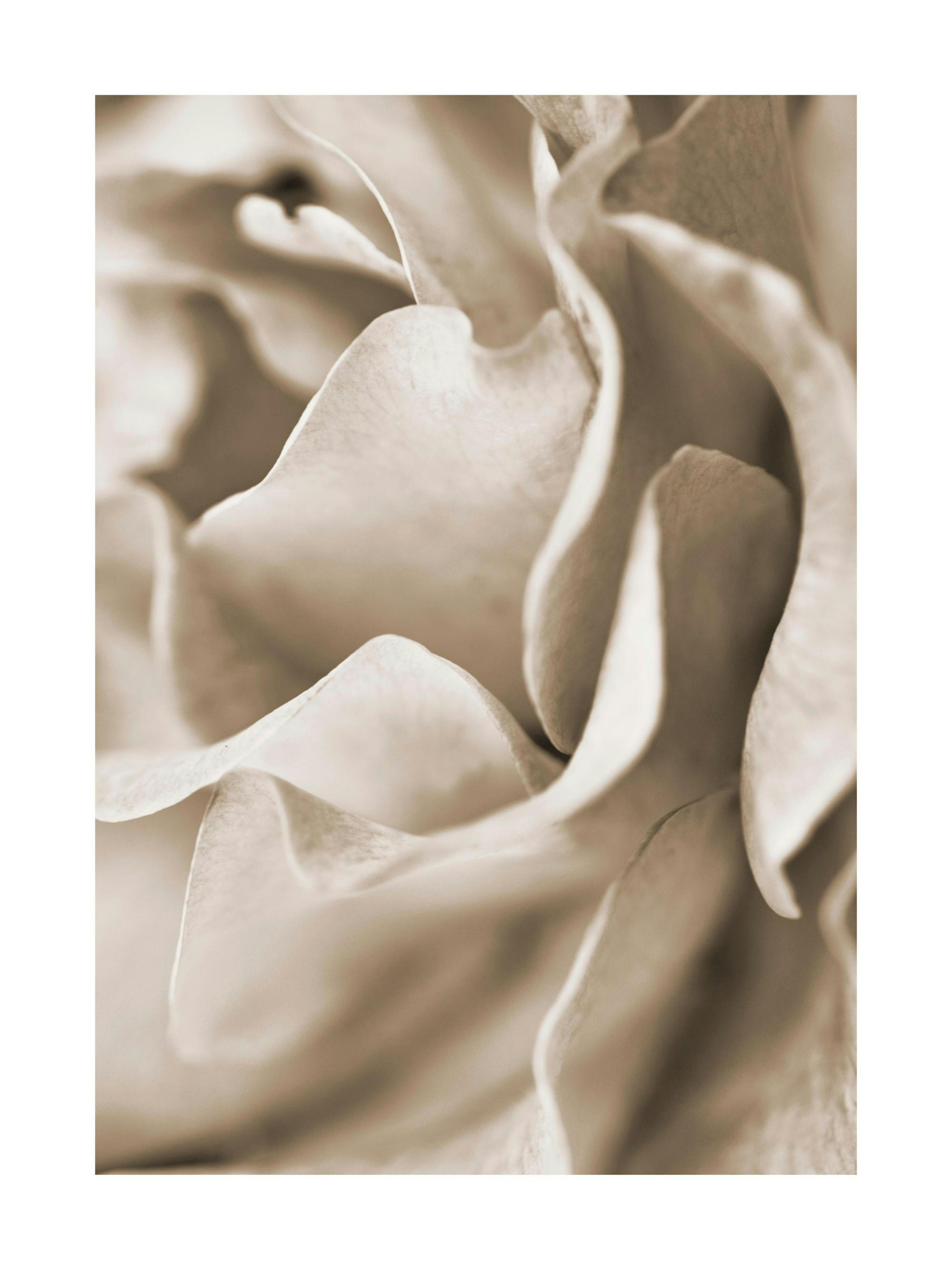 Nærbilde av en beige rose med myke, bølgete kronblader i dempede fargetoner, som gir et romantisk og elegant uttrykk.