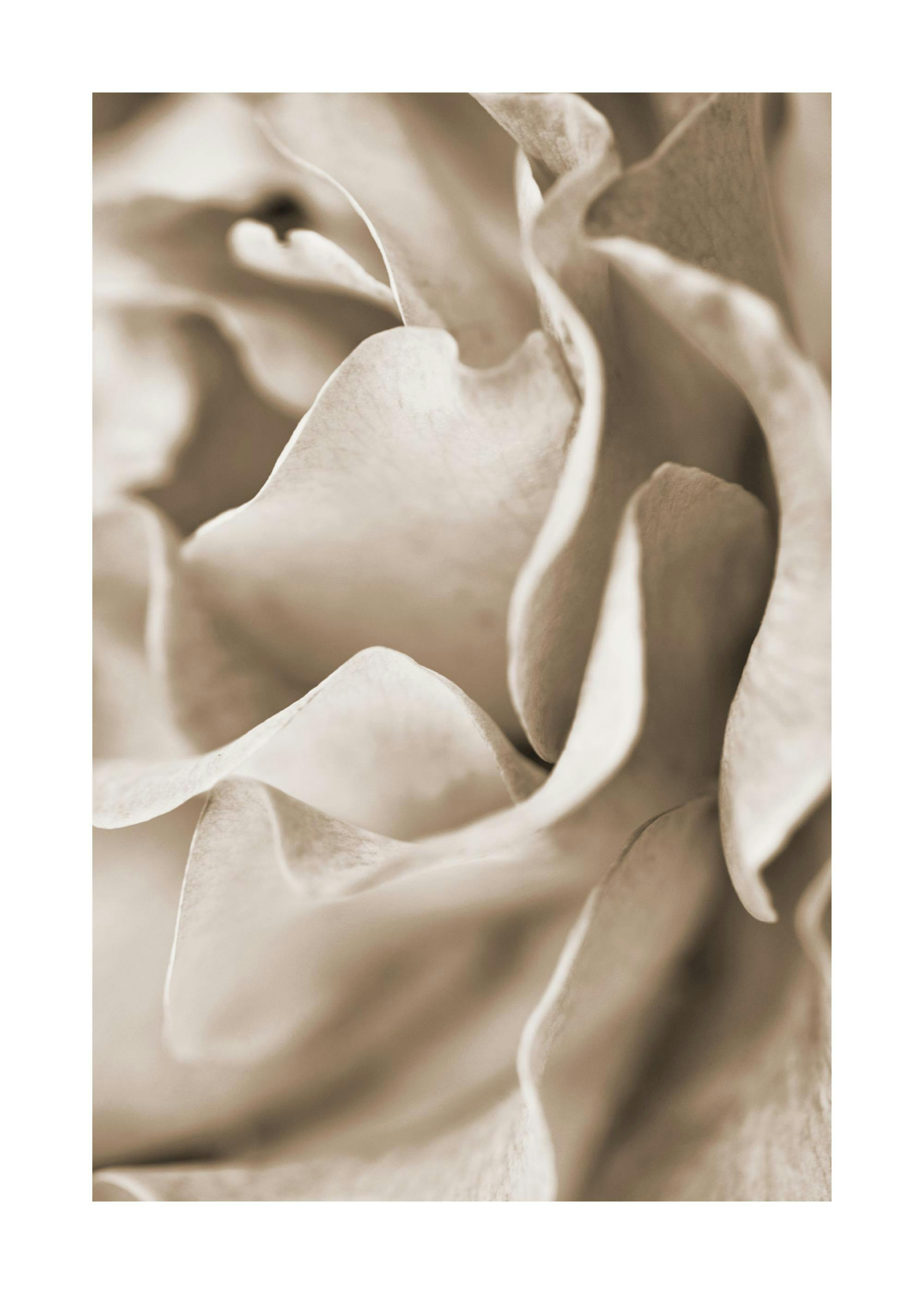 Close-up muted rose poster with soft beige petals, botanical floral print