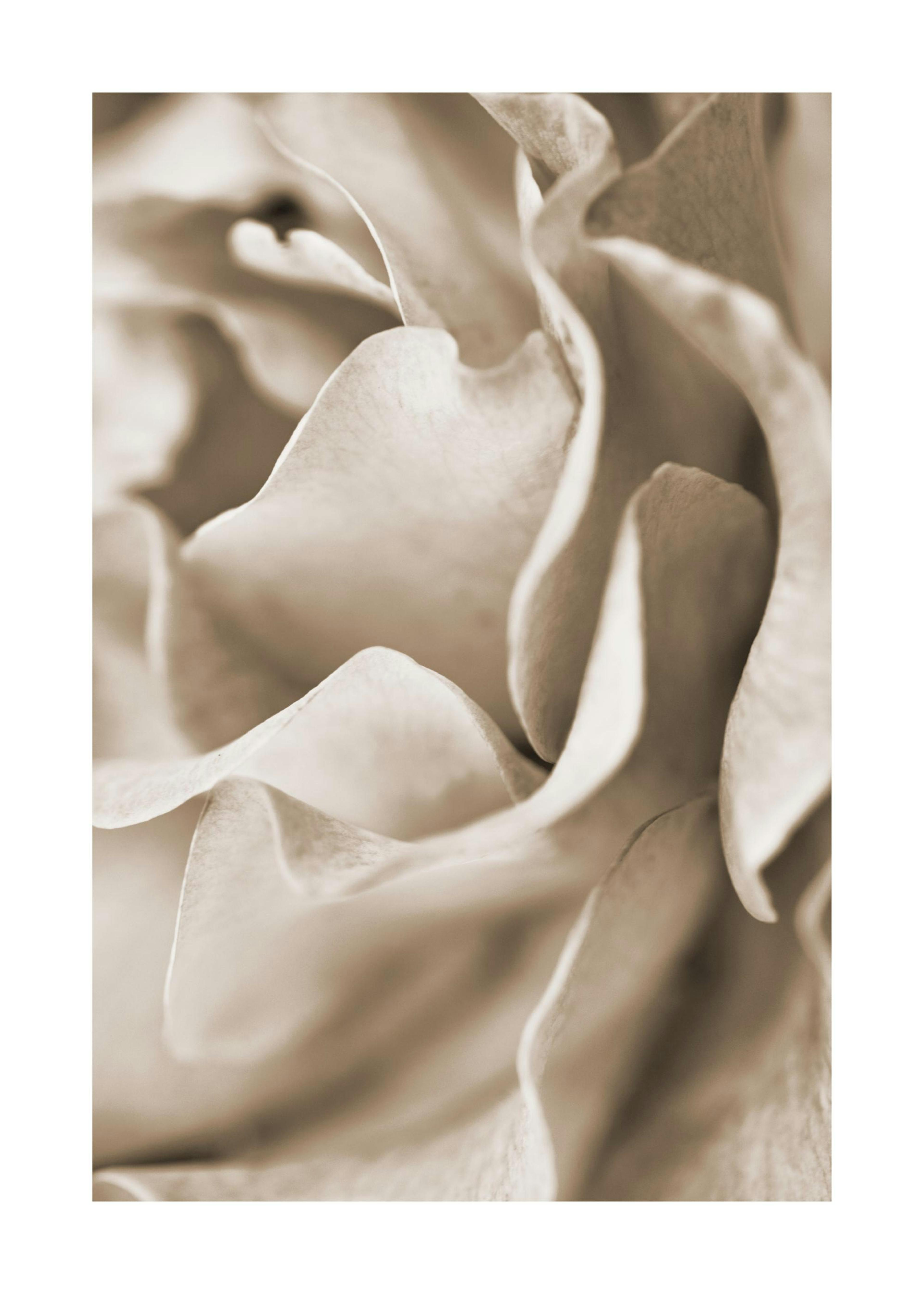 Muted Rose Plakat 0
