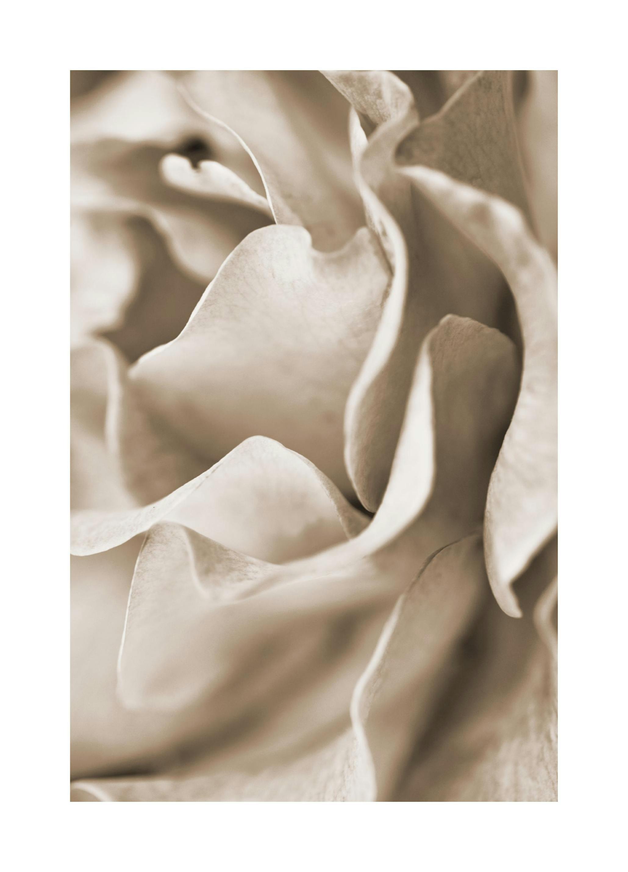 Muted Rose Poster (50x70 cm)