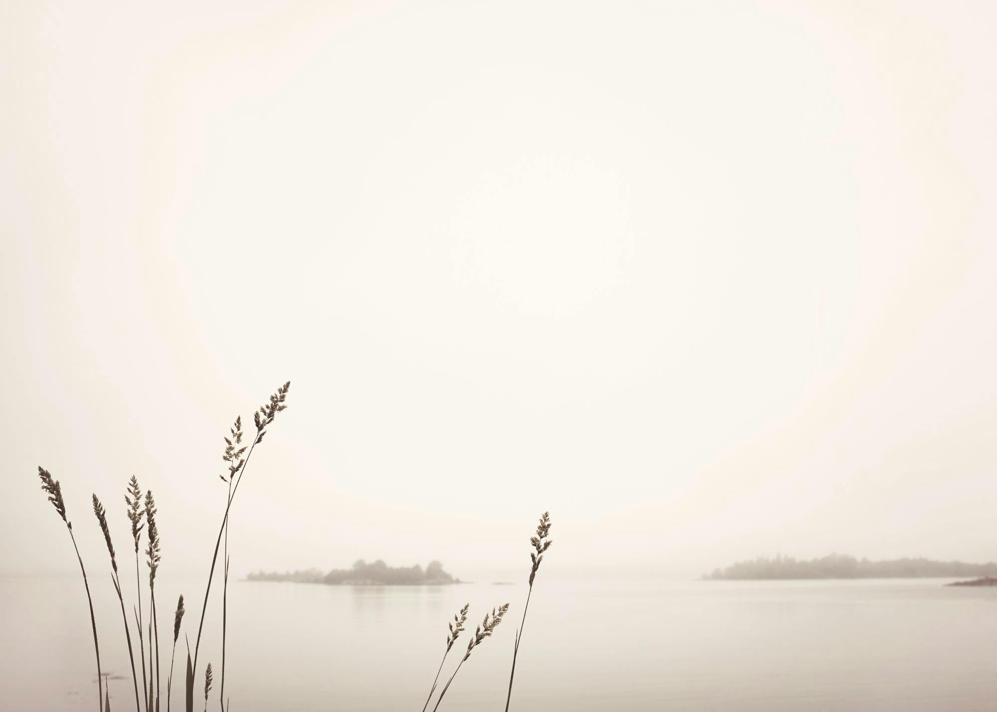 Photograph of reeds by a foggy lake in beige, with small forests in the background. Nature print, calm feeling.