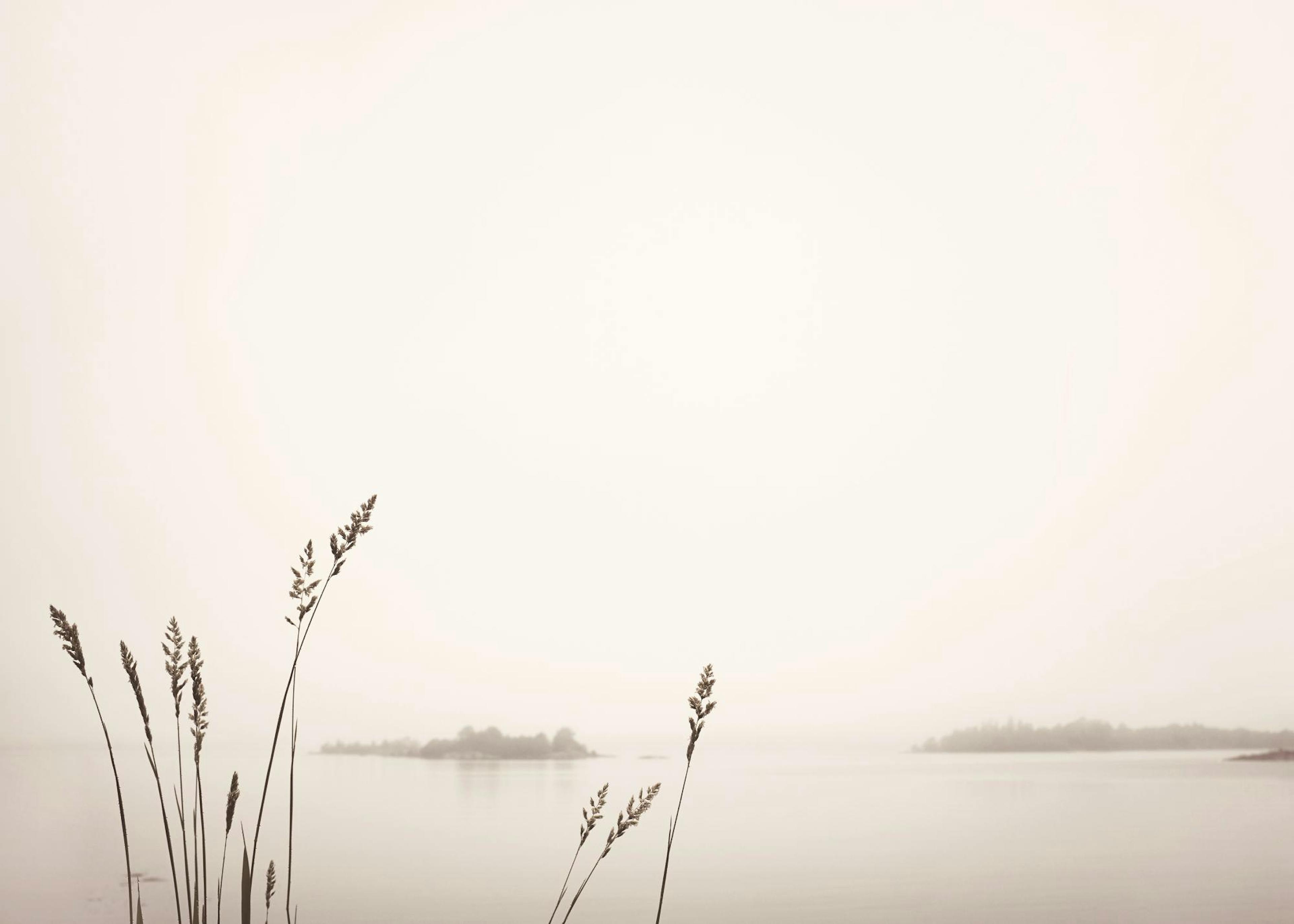 Reed by Foggy Lake Poster 0