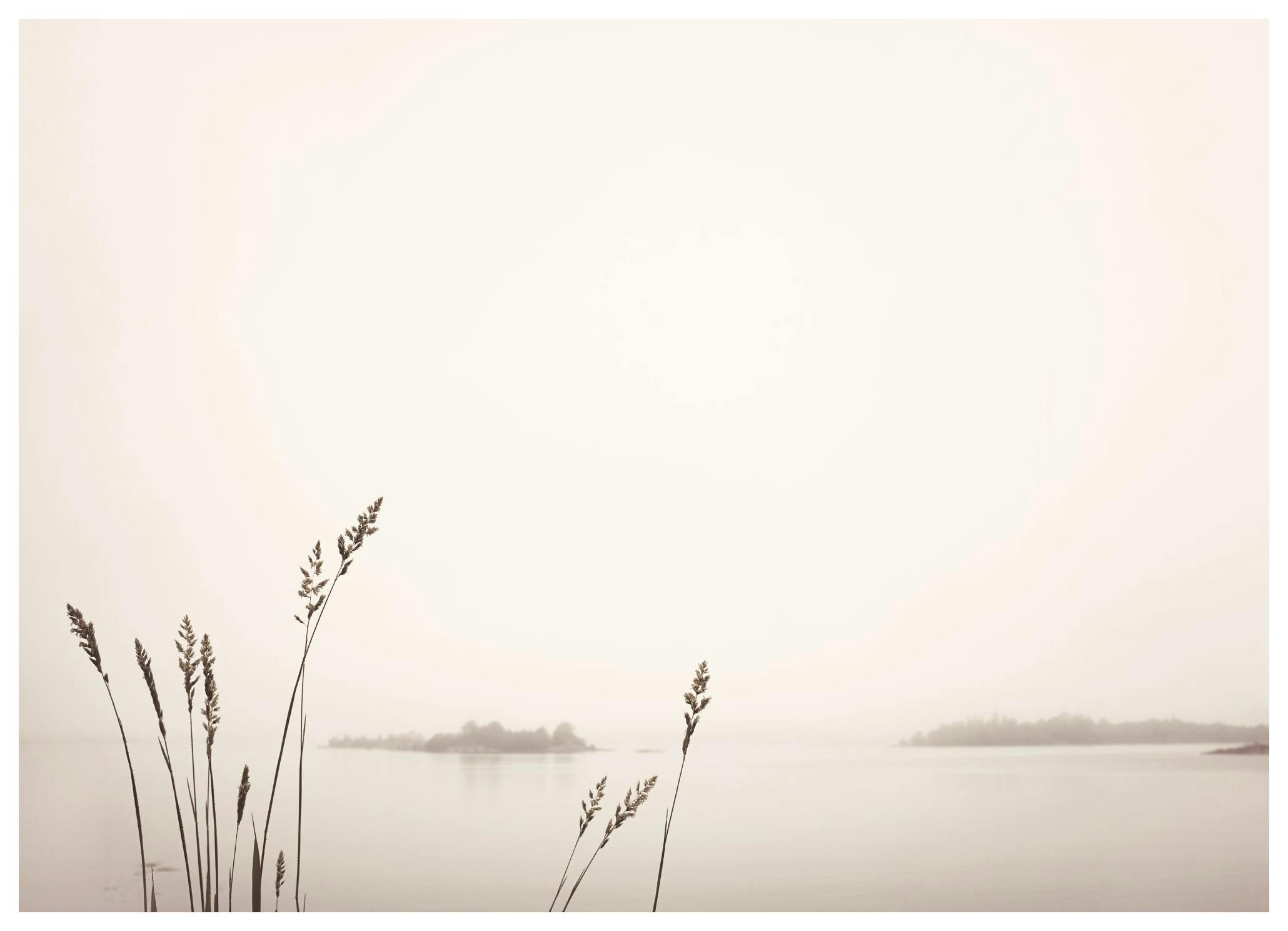 Reed by Foggy Lake Poster (50x70 cm)