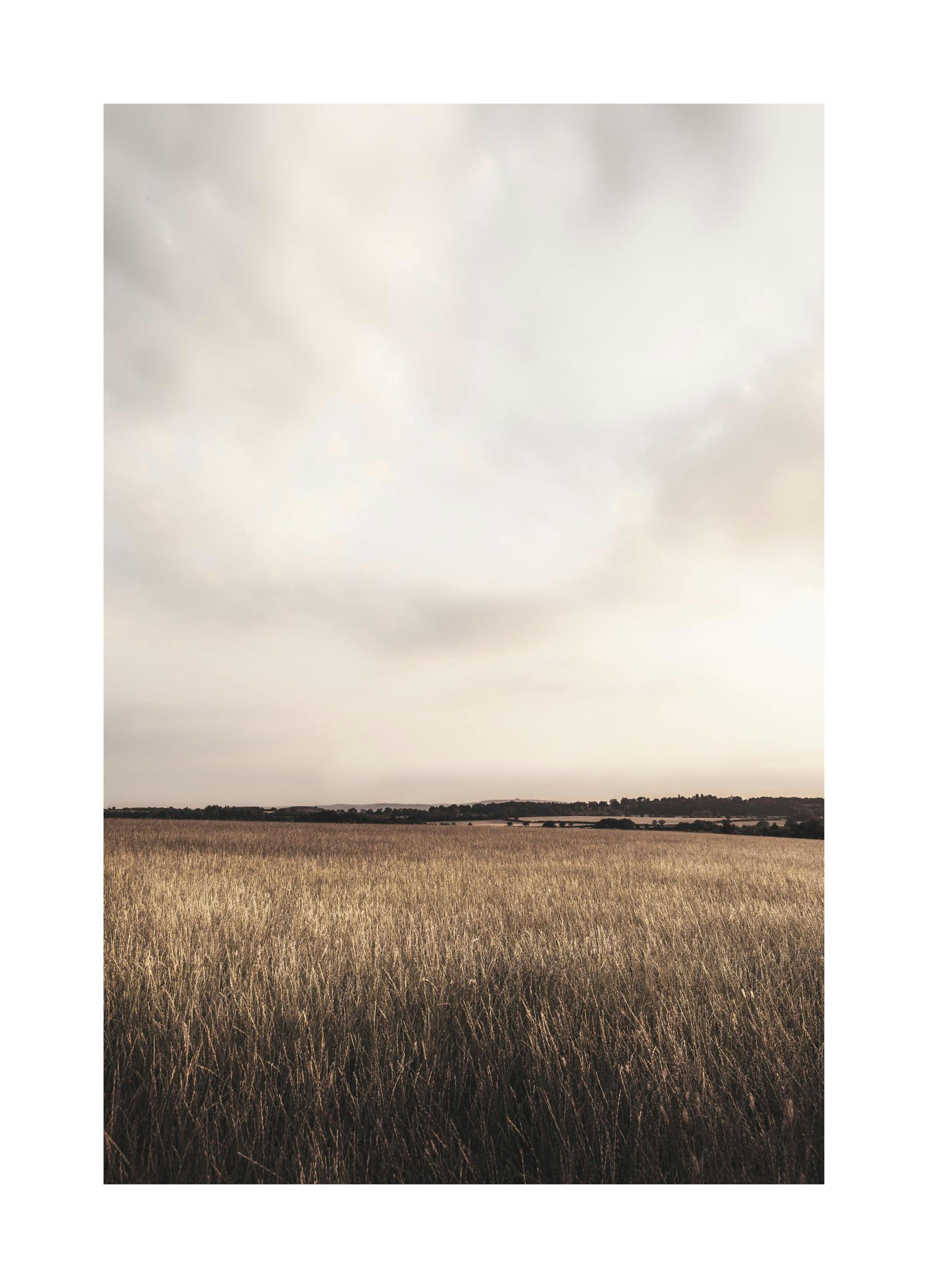 Calm Field Poster (50x70 cm)