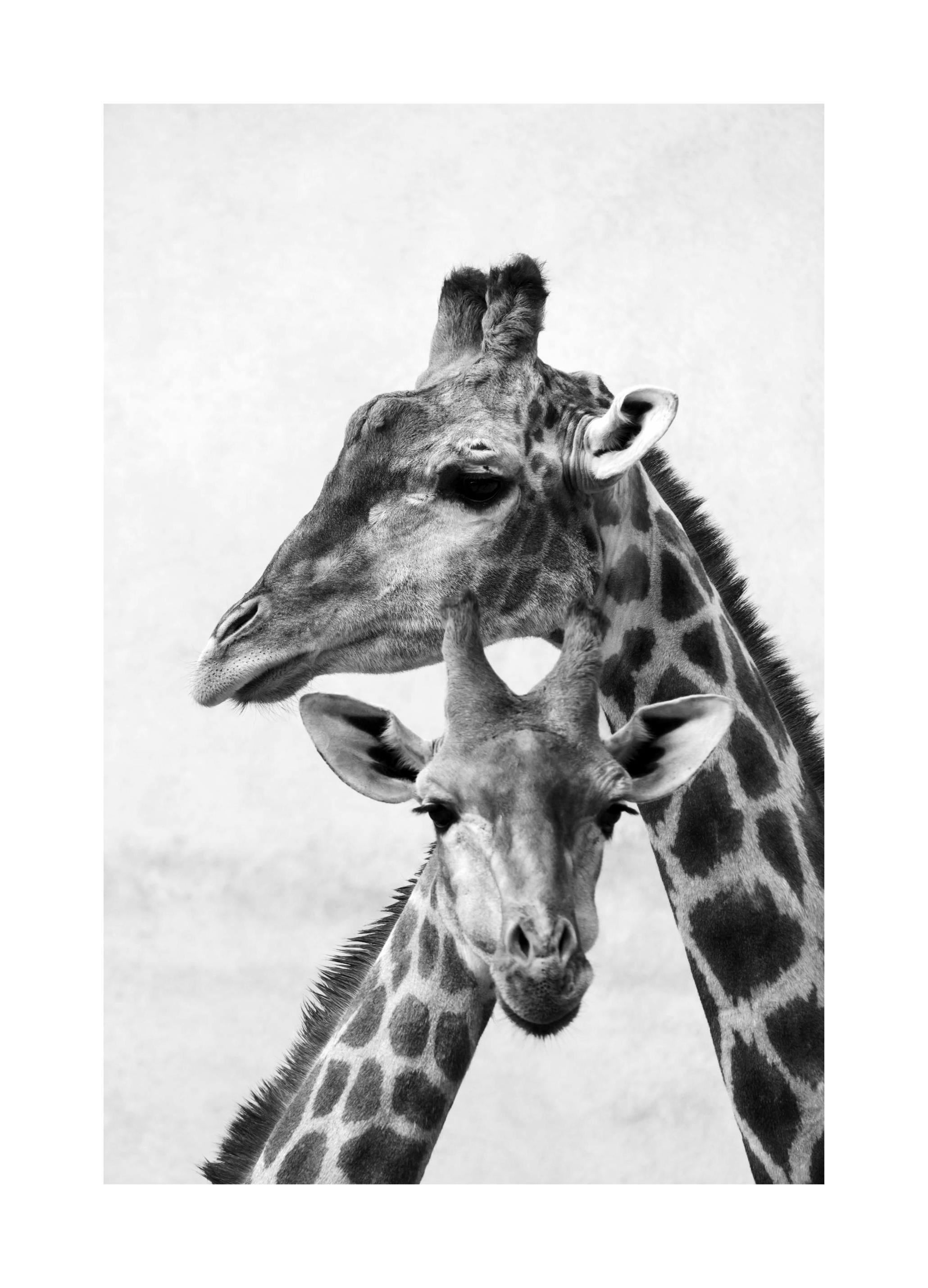 Prints - Giraffe Emotions Print (50x70 cm) - Black & white prints