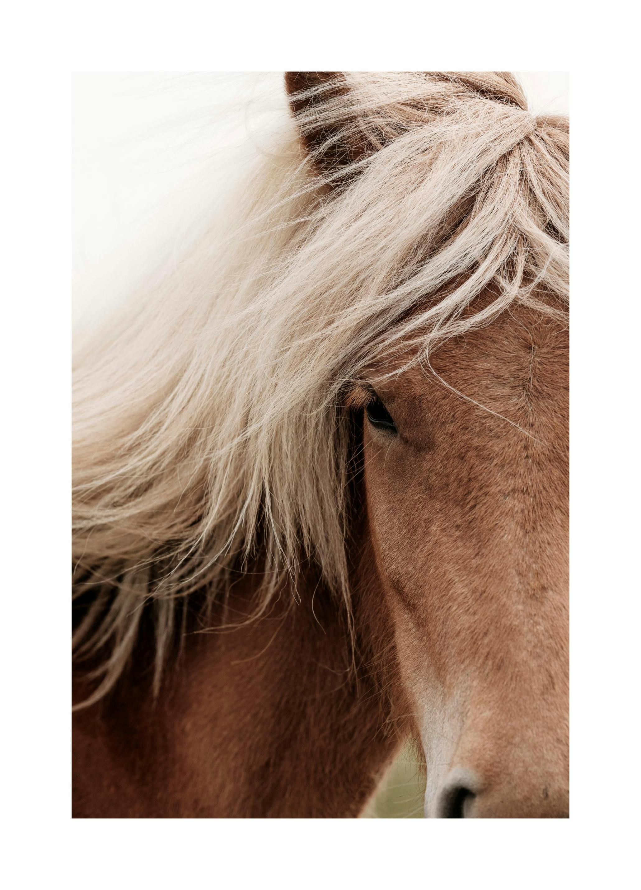 Chestnut Horse Poster (50x70 cm)