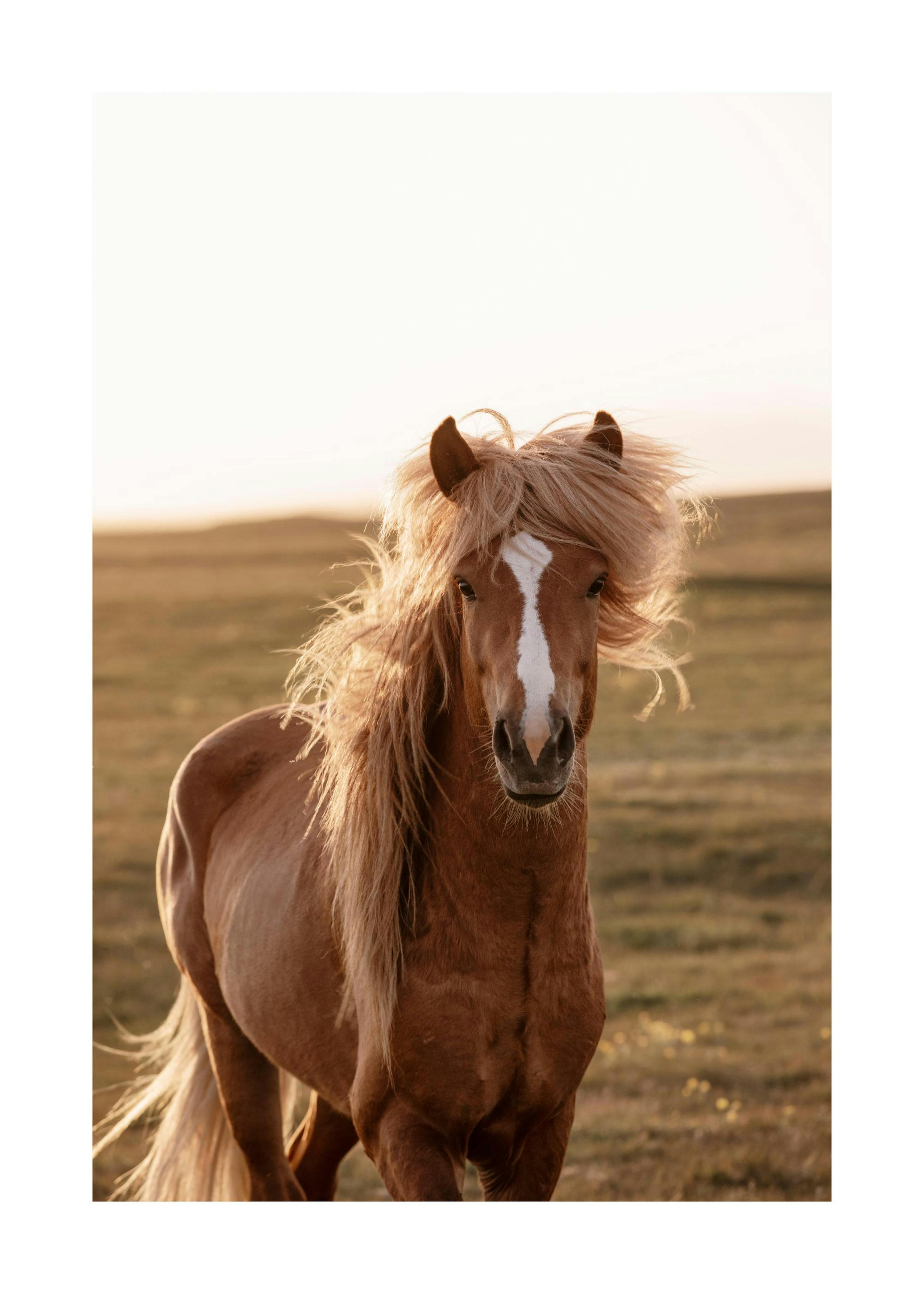 Golden Horse Print 0
