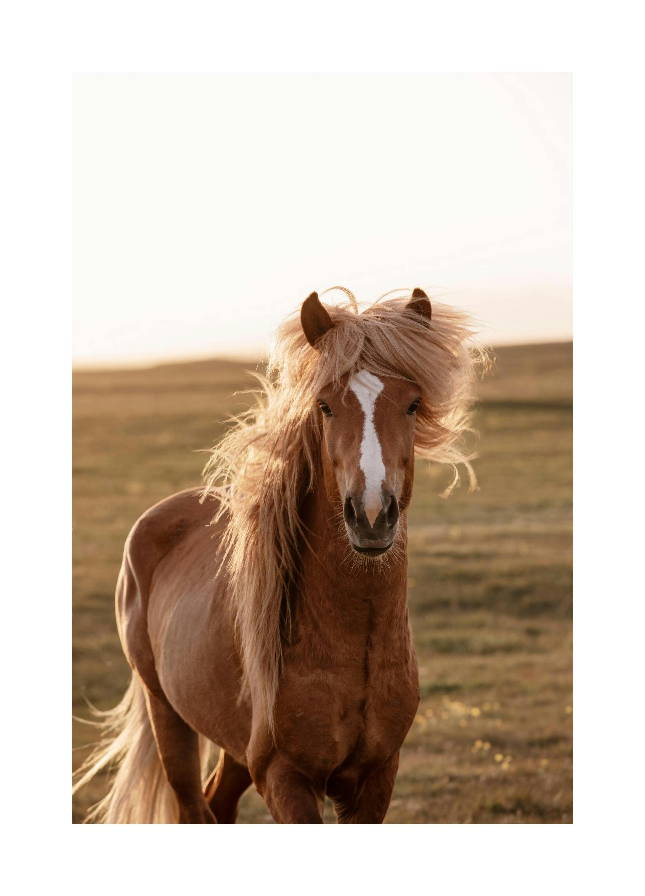 Prints - Golden Horse Print (30x40 cm) - Photography prints